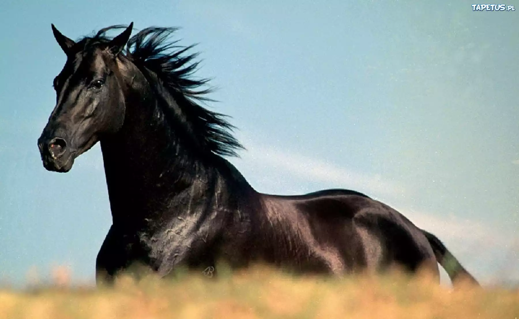 Сонник черная лошадь. Мустанг-иноходец. Лошадь Мустанг иноходец. Лошадь арабский скакун Мустанг. Вороной Кигер Мустанг.