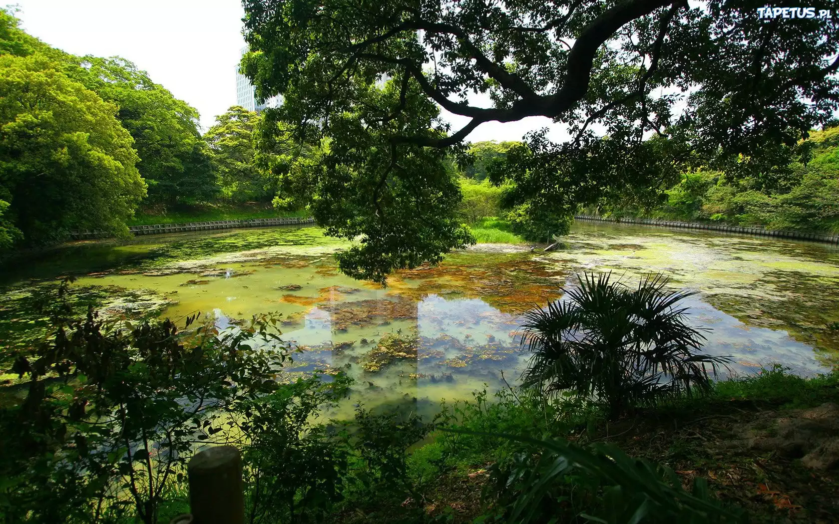 Park, Drzewa, Staw