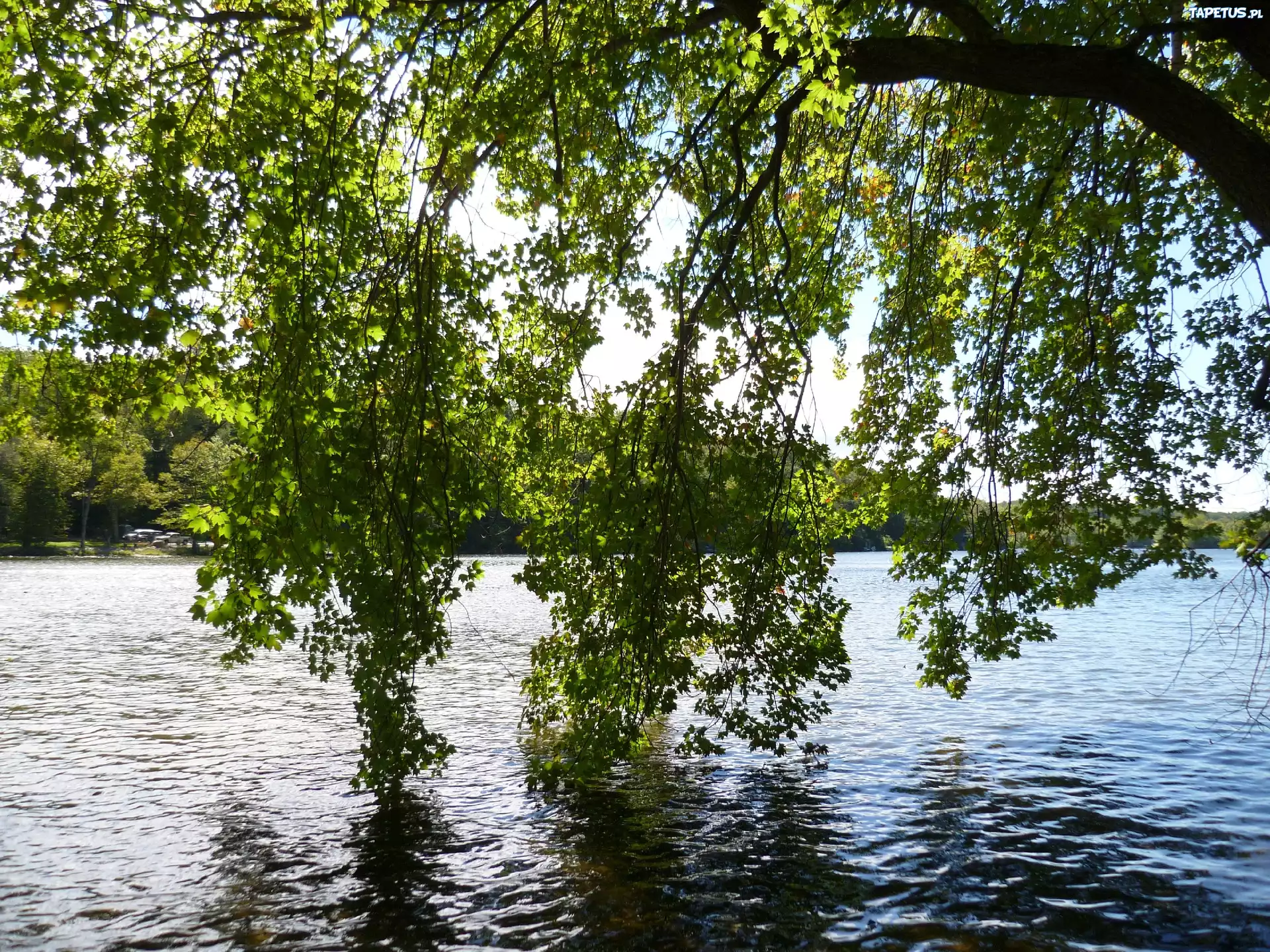Jezioro, Gałęzie