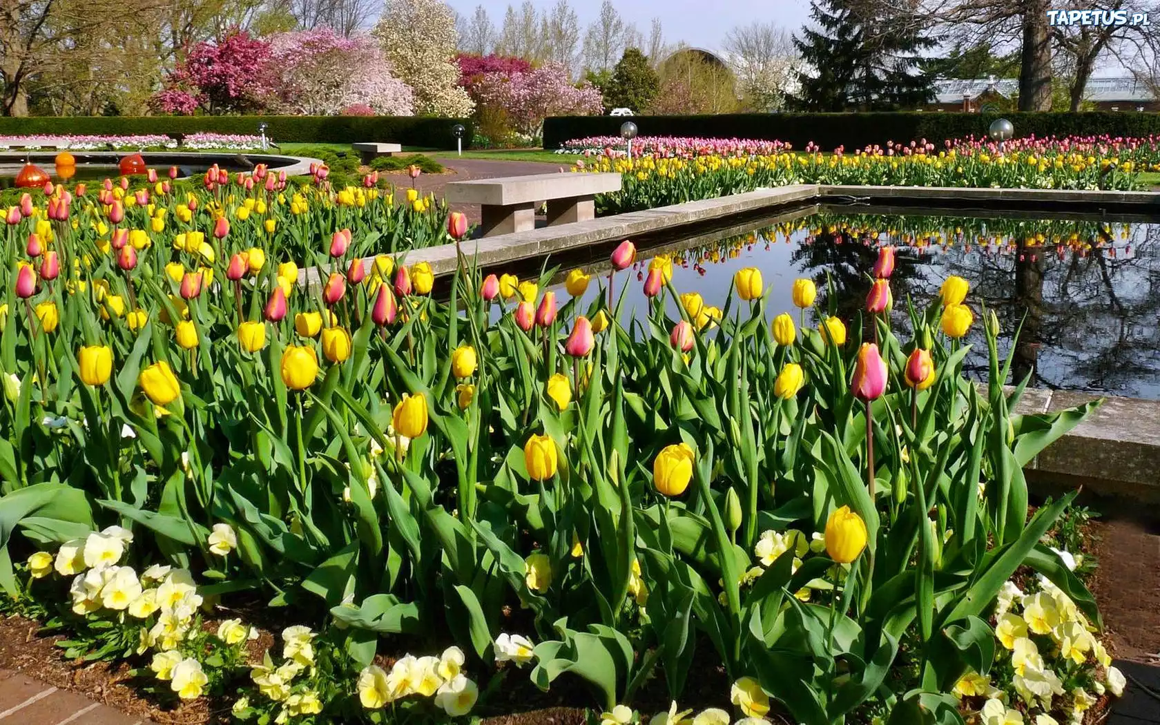 Park, Kolorowe, Tulipany