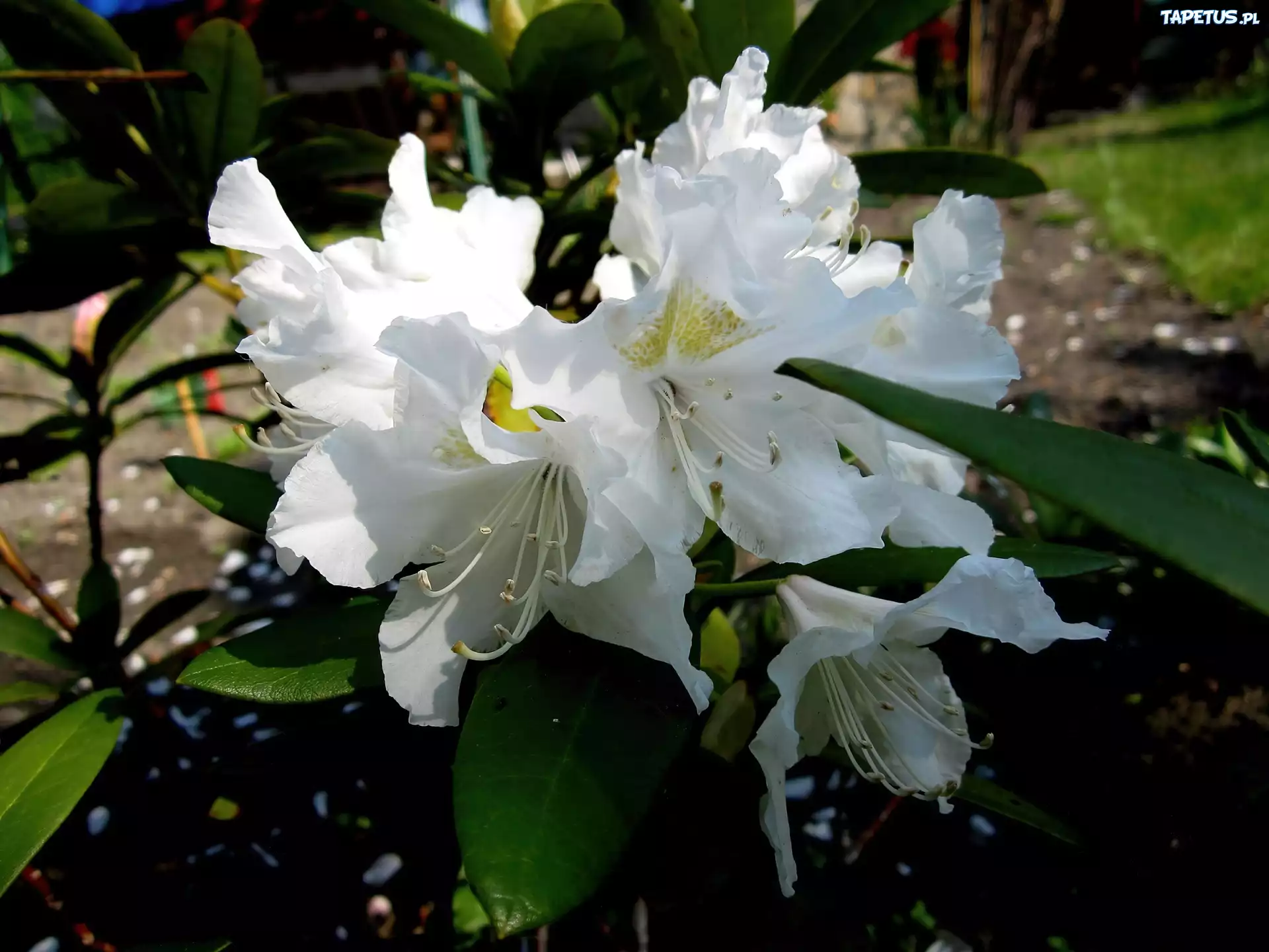 Przyroda, Kwiat, Rododendron