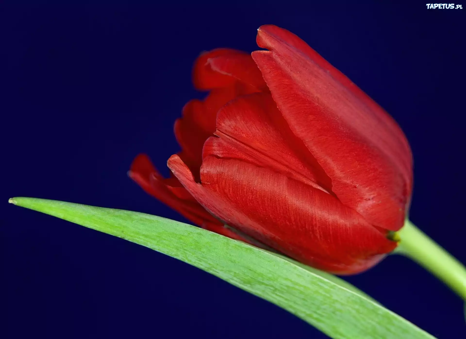 Czerwony, Tulipan, Liść