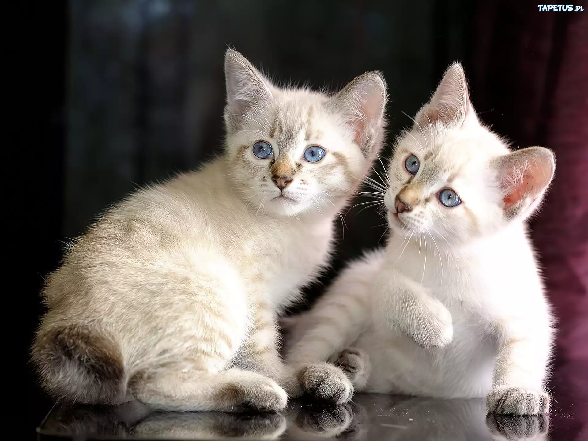 Dwa, Białe, Kotki, Mekong Bobtail