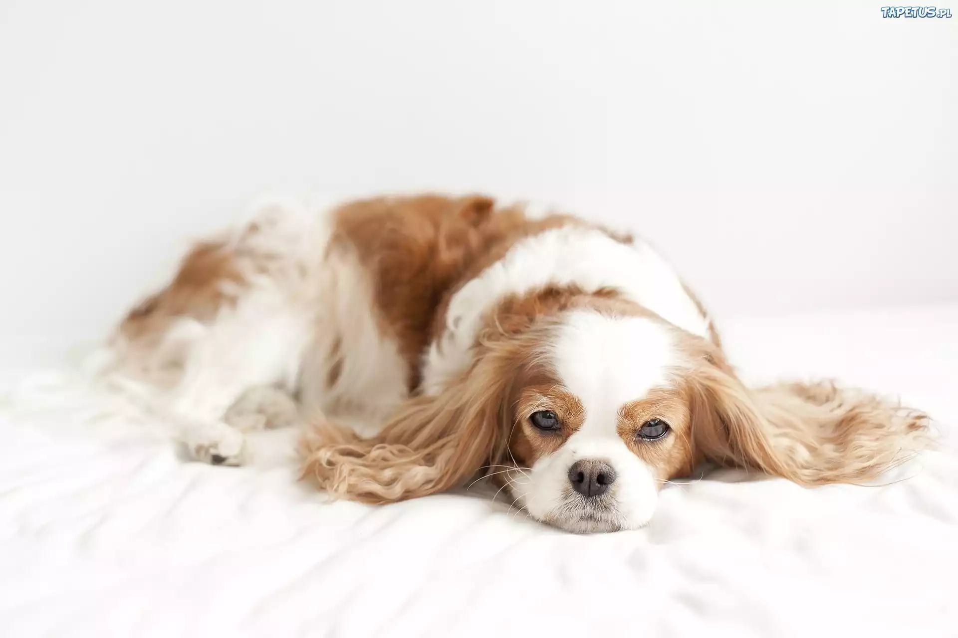Spaniel, Biało, Beżowy, Odpoczynek