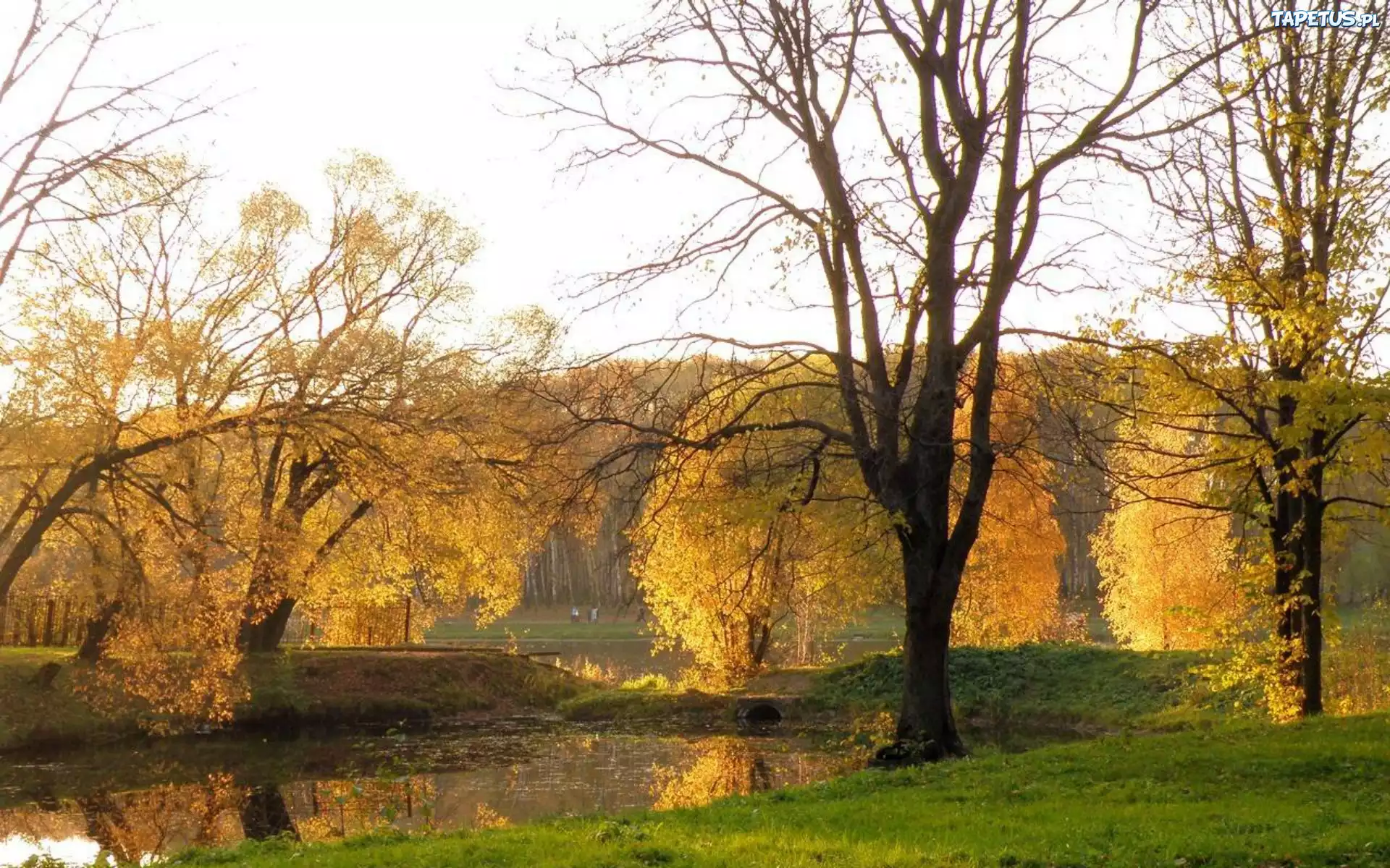Park, Rzeka, Drzewa, Jesień