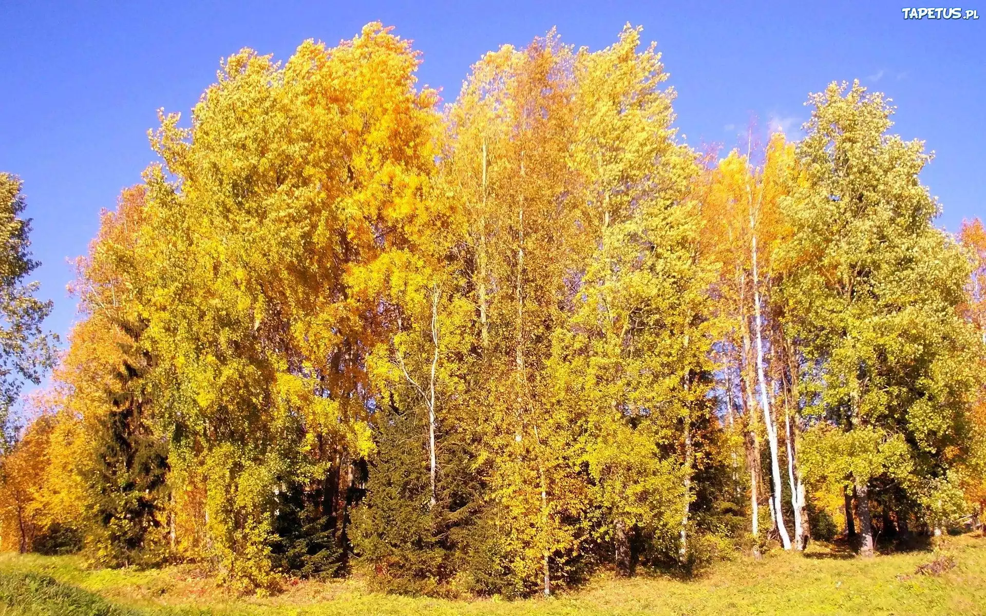 Wysokie, Drzewa, Jesień