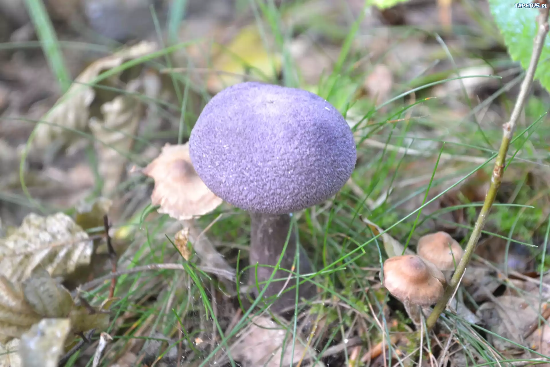 Niebieski, Grzybek, Runo, Leśne