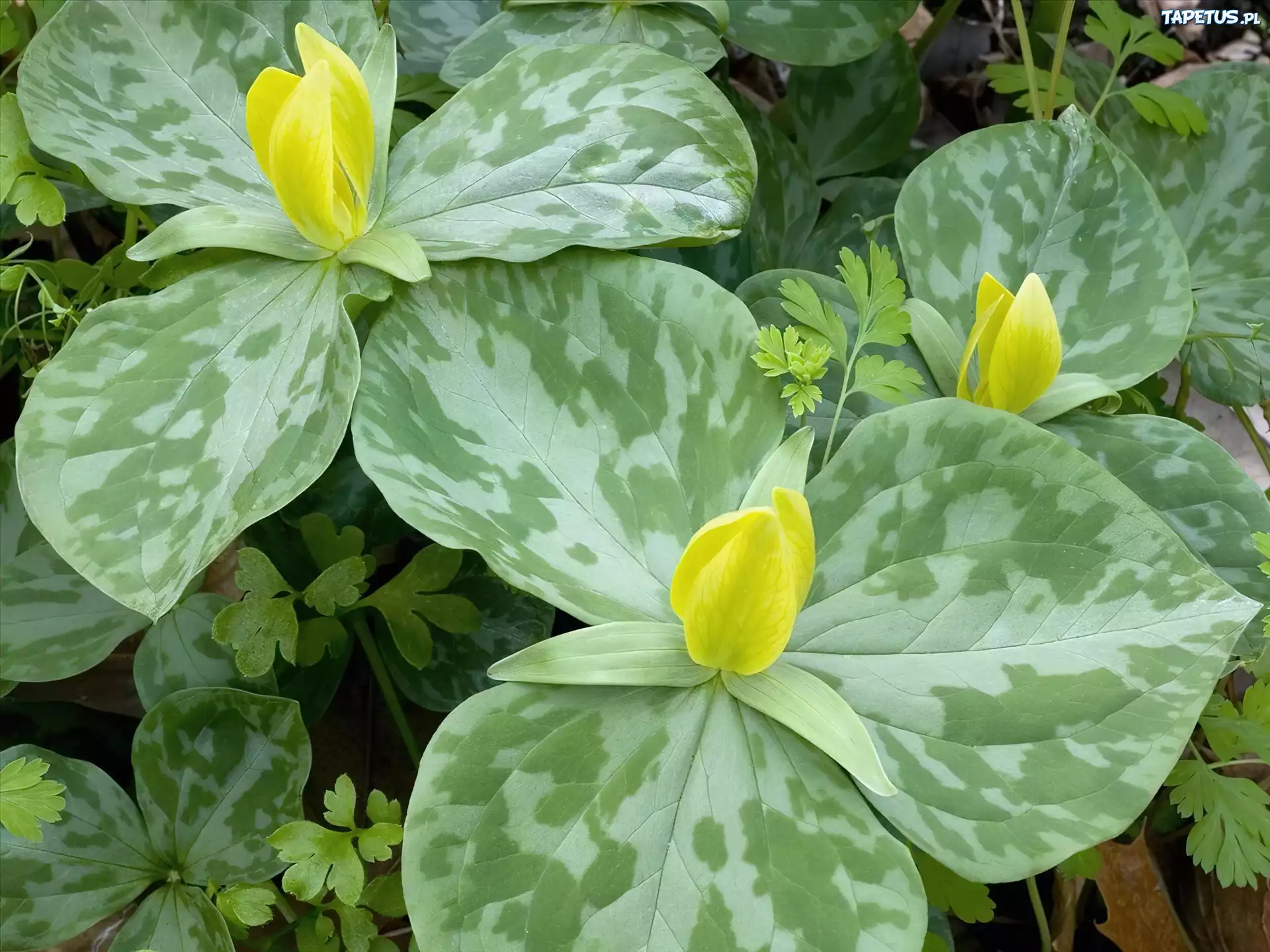 Żółty, Trillium, Kwiat