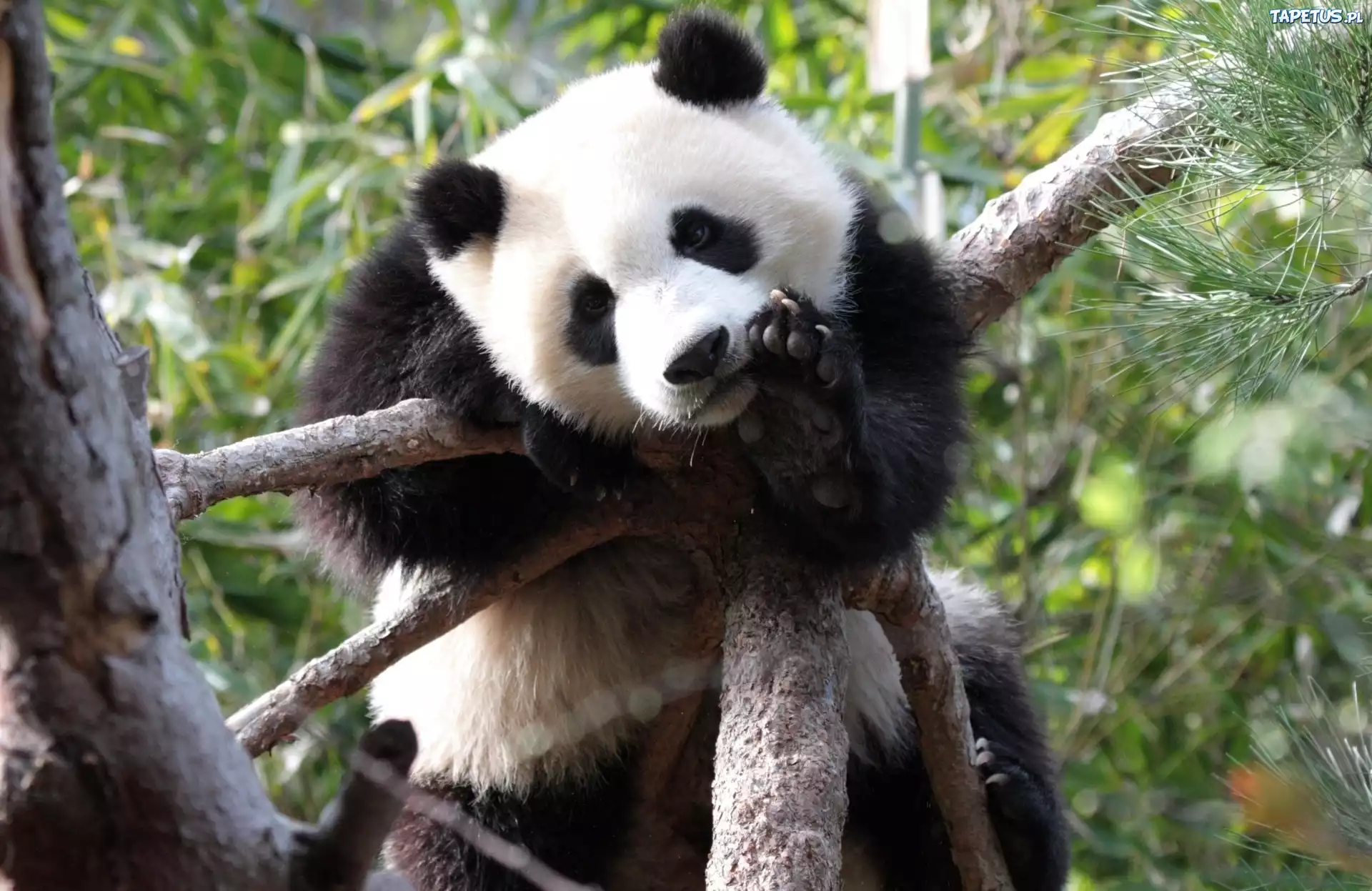 Panda, Łapka, Drzewo