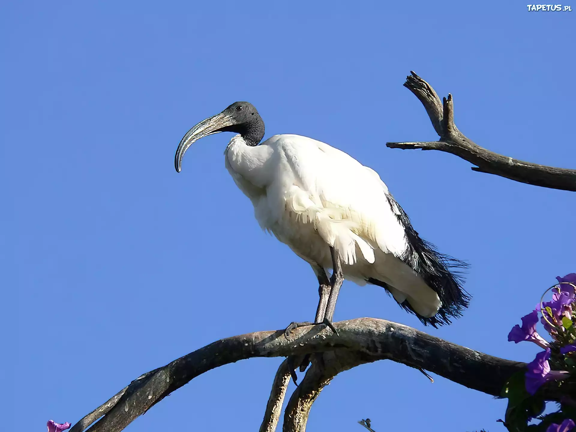 Ibis, Czczony