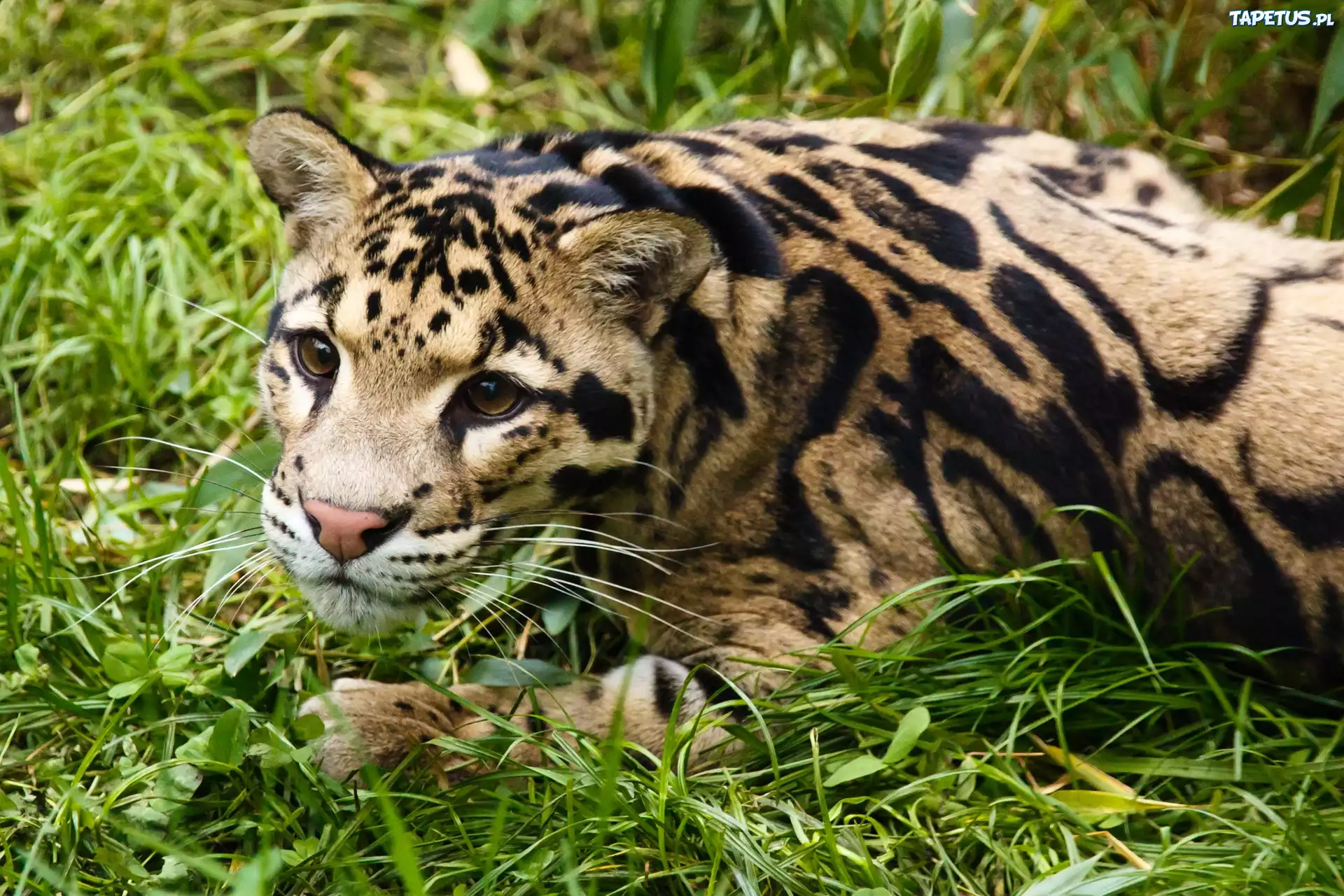 Ocelot, Trawa