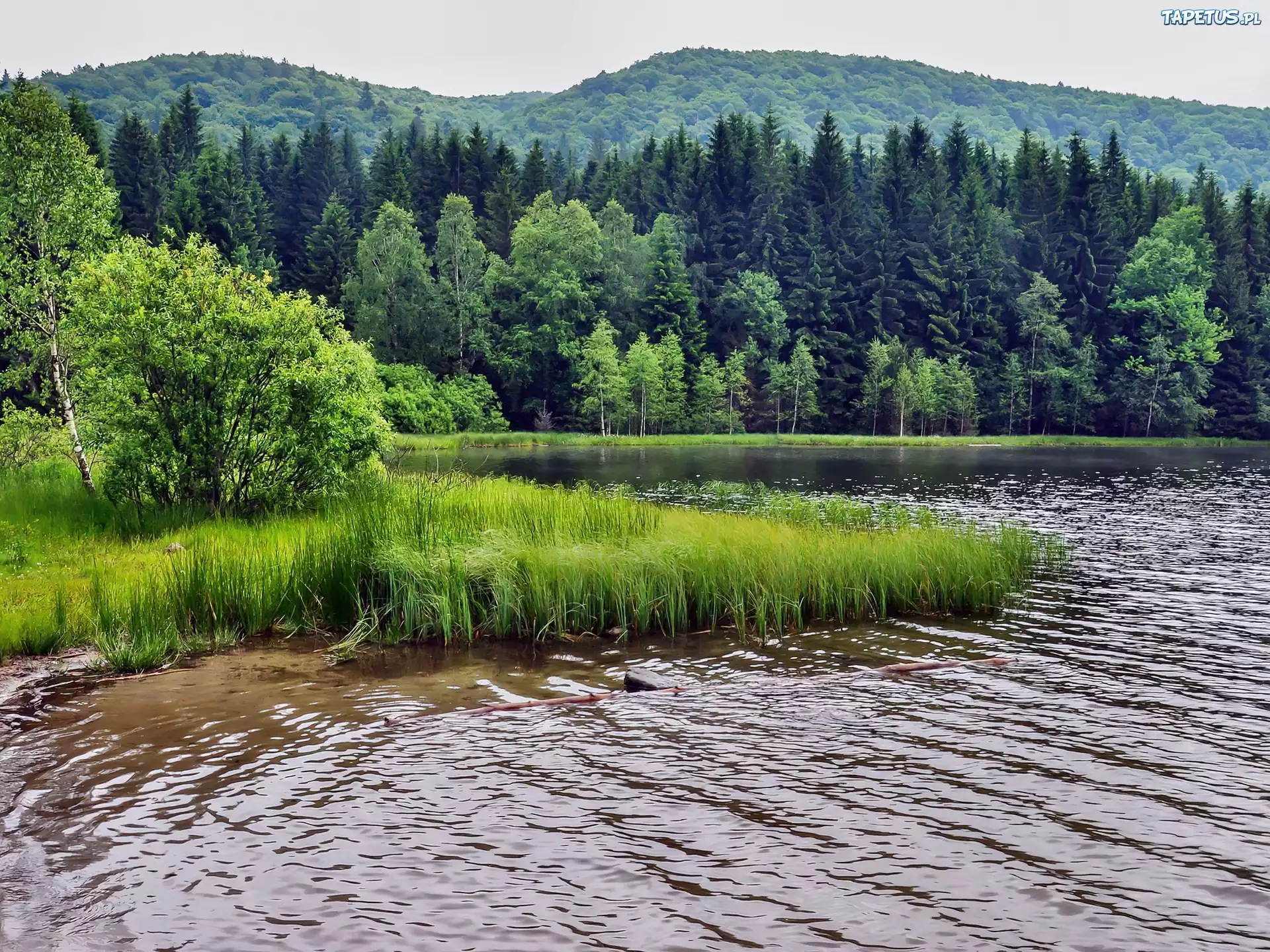 Góry, Las, Jezior, Szuwary