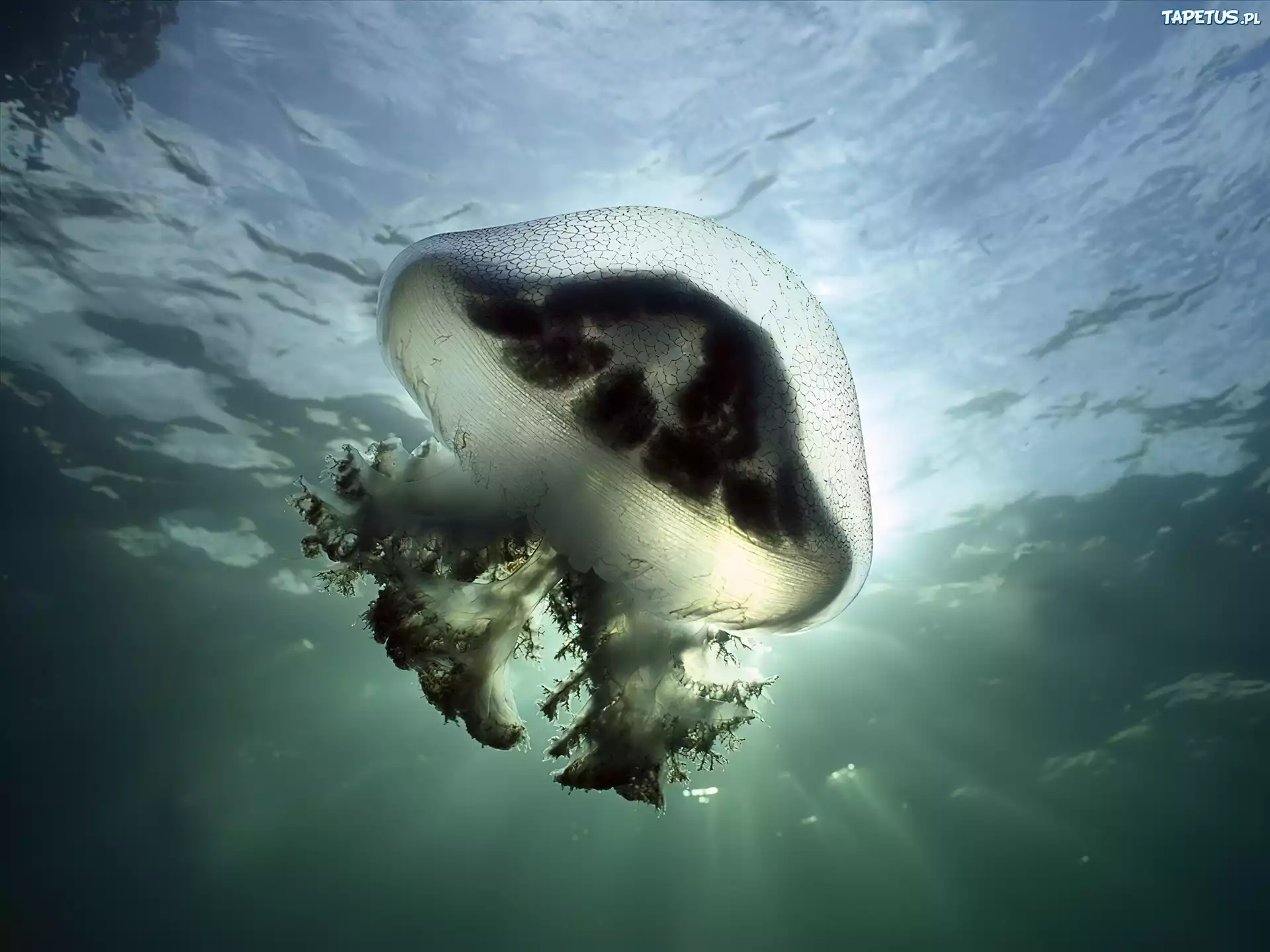Szara, Meduza