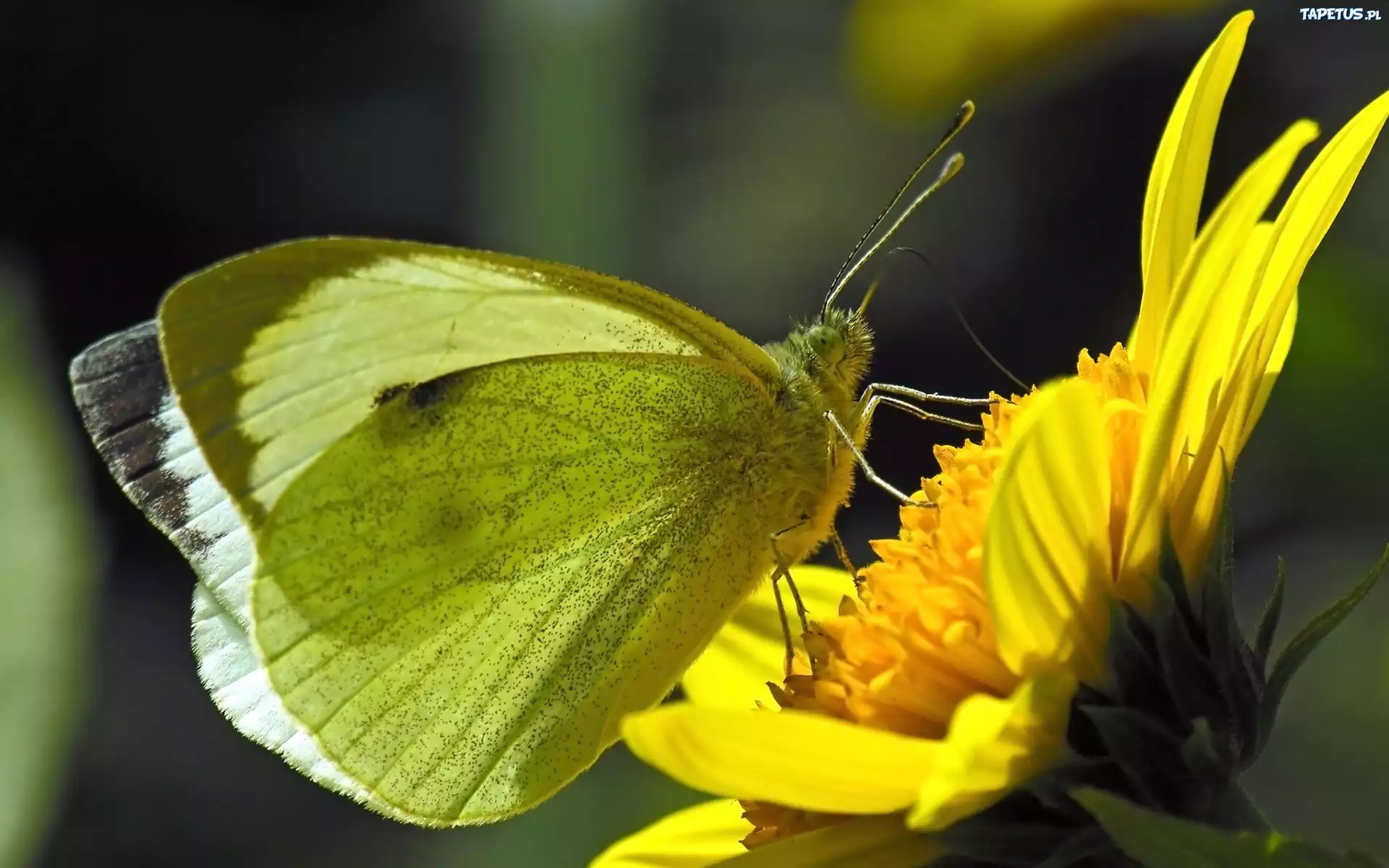 Motyl, Kwiat