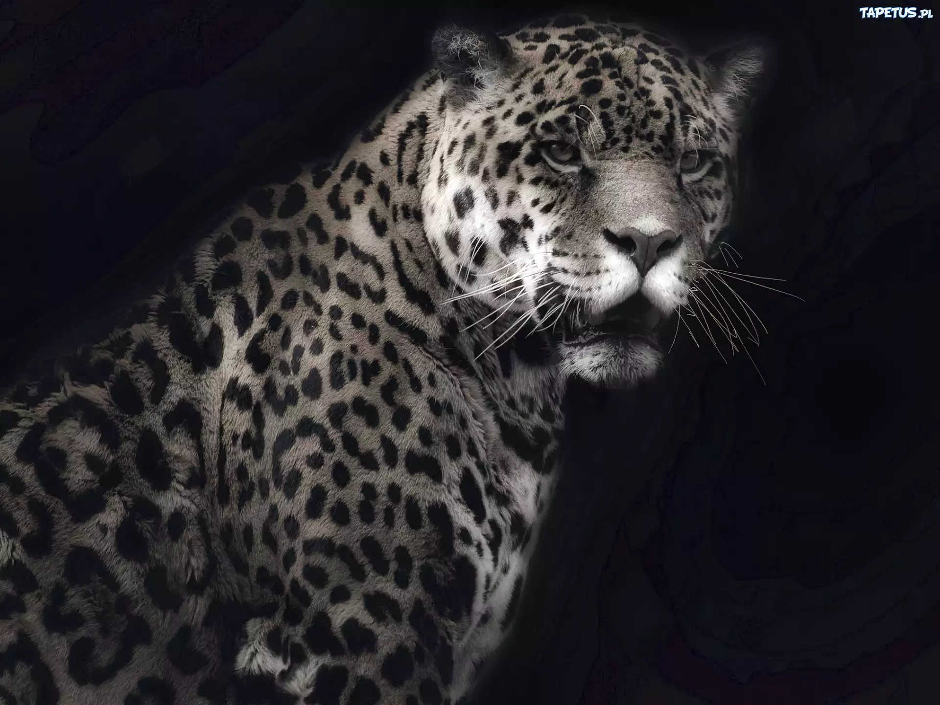 Jaguar, Czarne, Tło