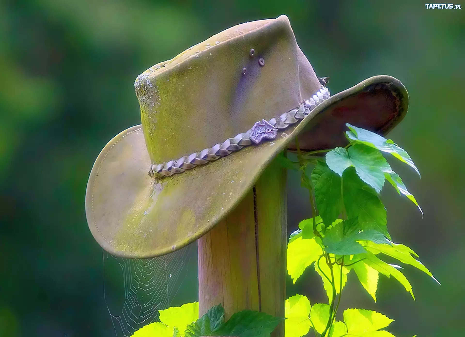 Обои шляпа. Шляпа ковбоя. Обои со шляпой. Треугольная шляпа обои. Богомол в ковбойской шляпе.