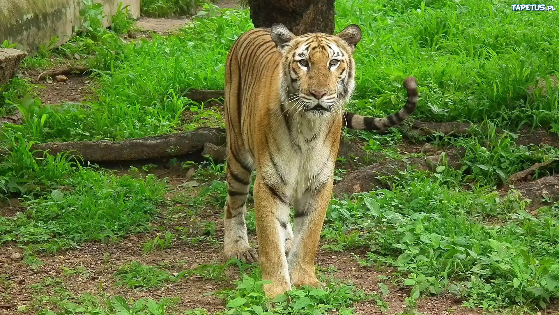 Tygrys, Bengalski, Trawa