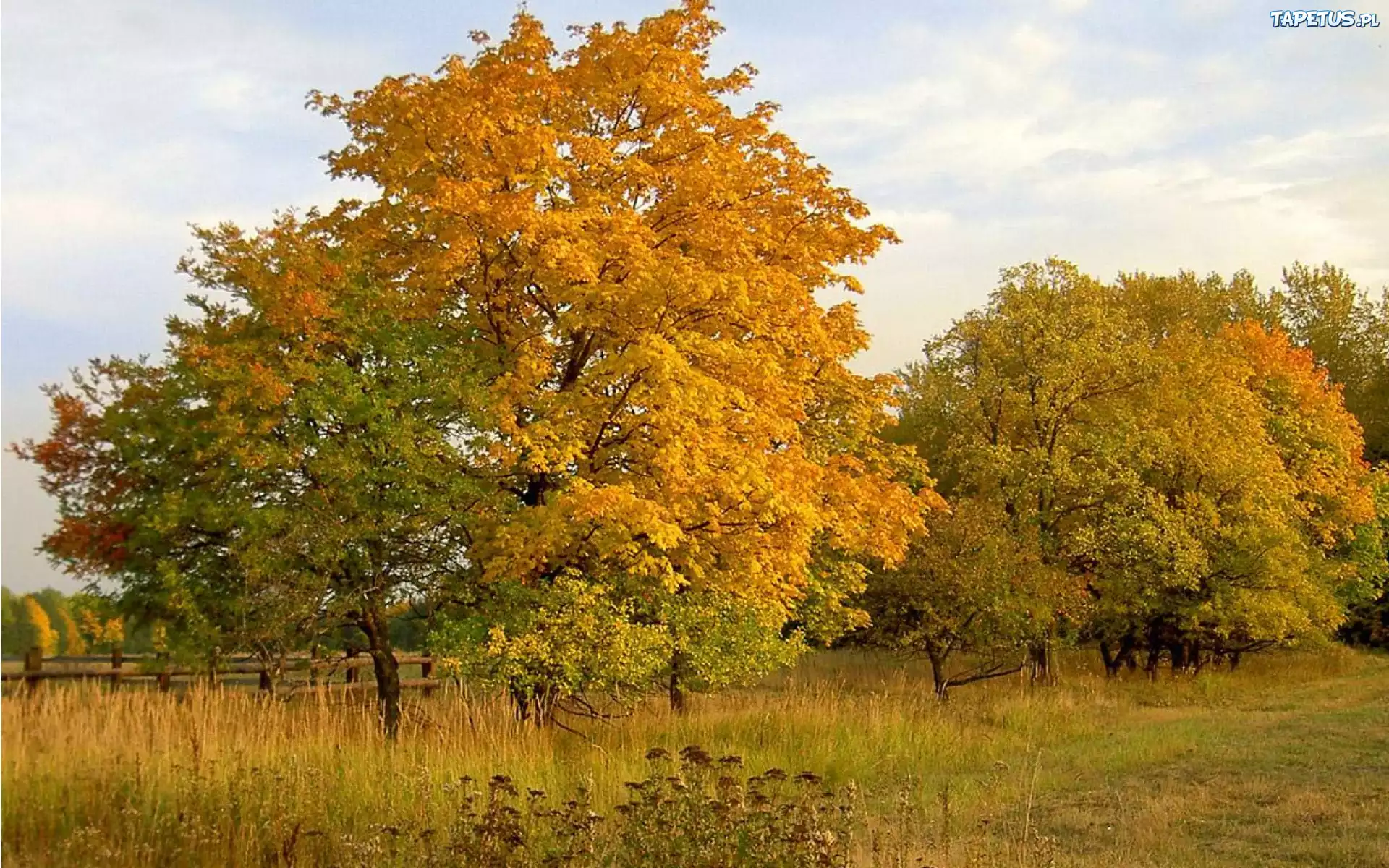 Pola, Łąka, Drzewa, Jesień
