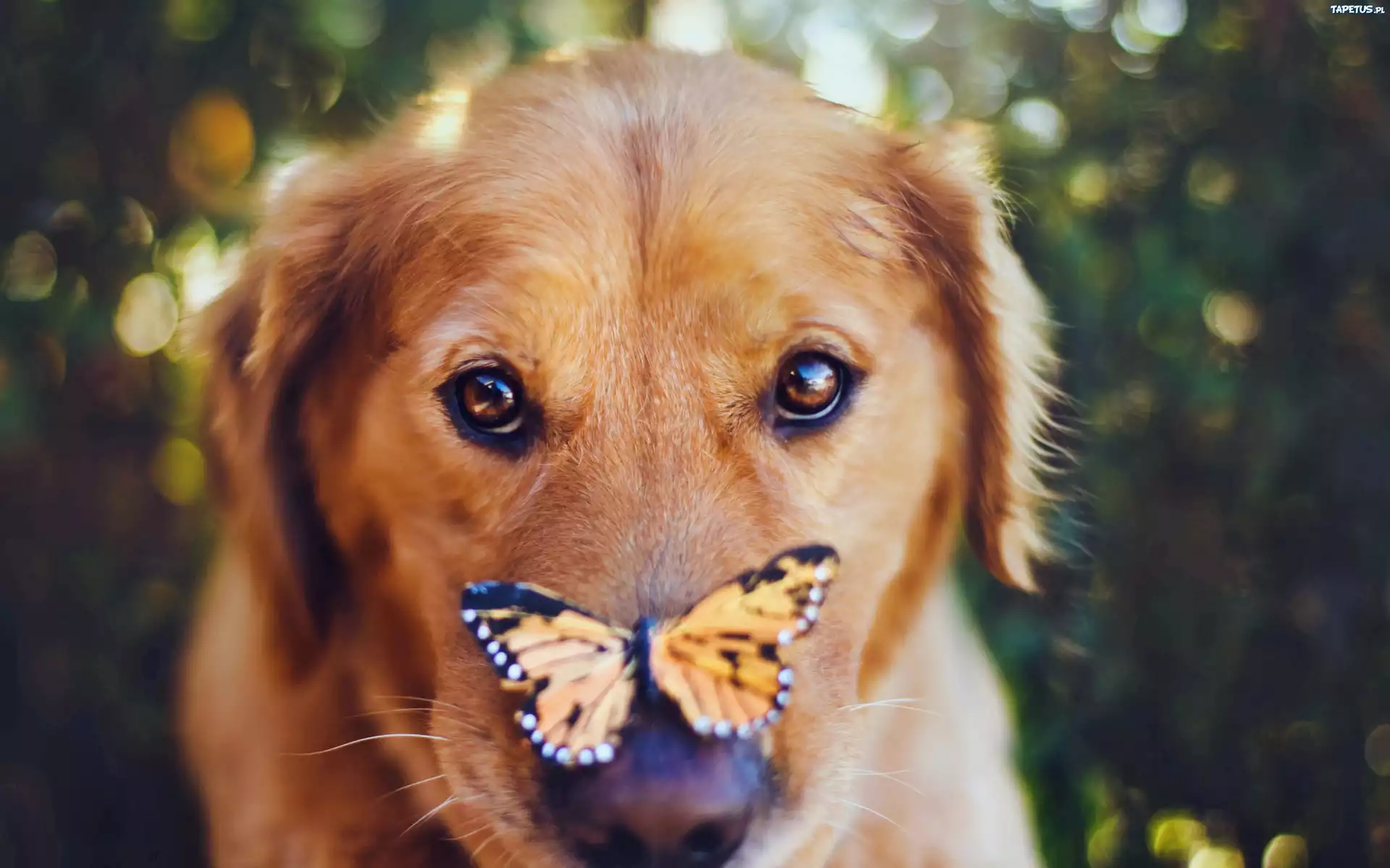Mordka, Psa, Motyl