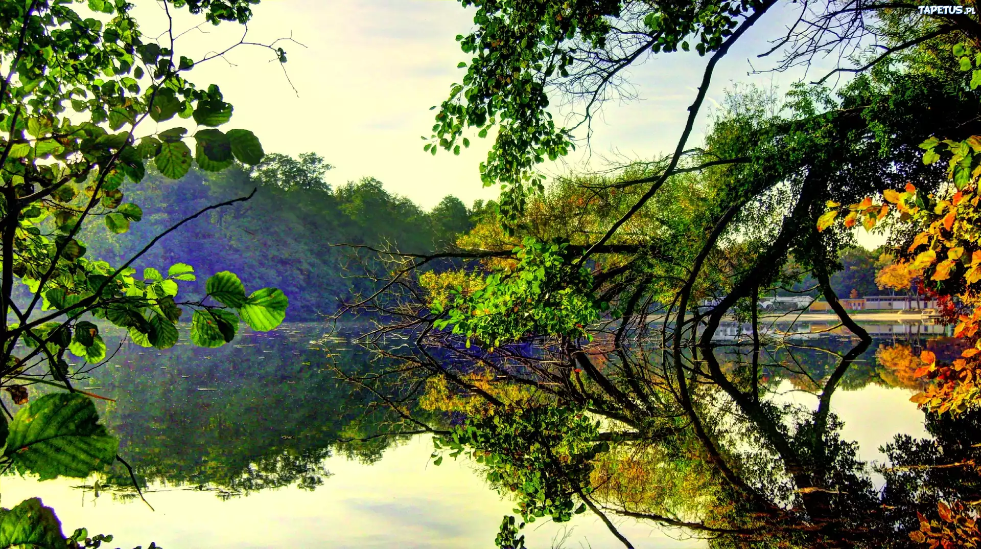 Drzewa, Jezioro