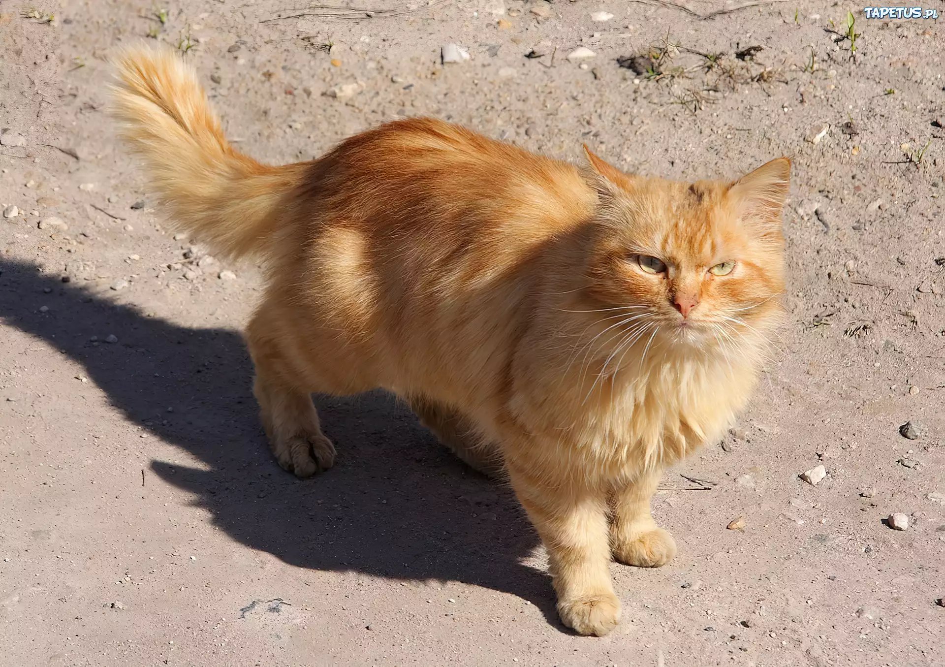 Rudy, Kotek
