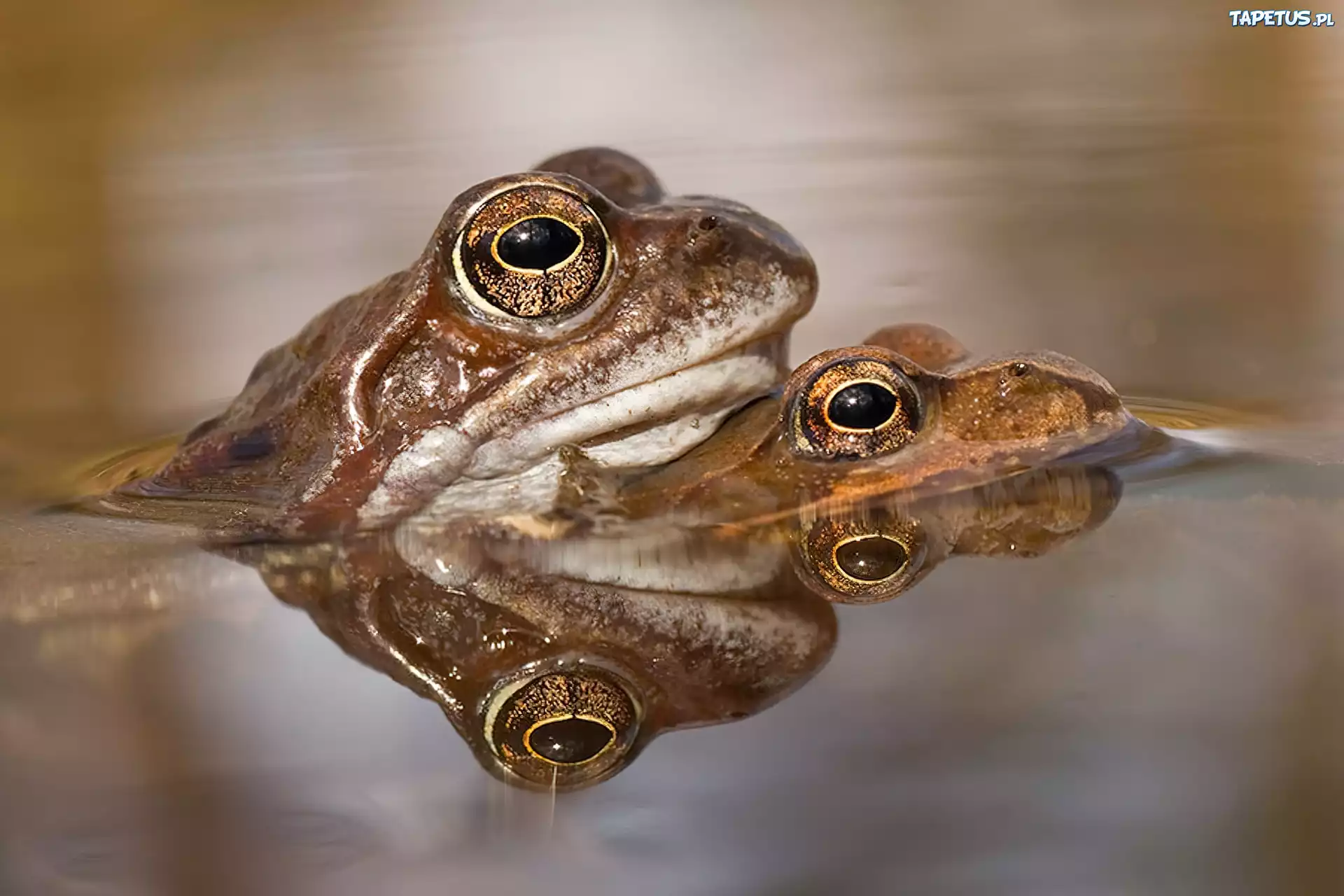 Dwie, Ropuchy