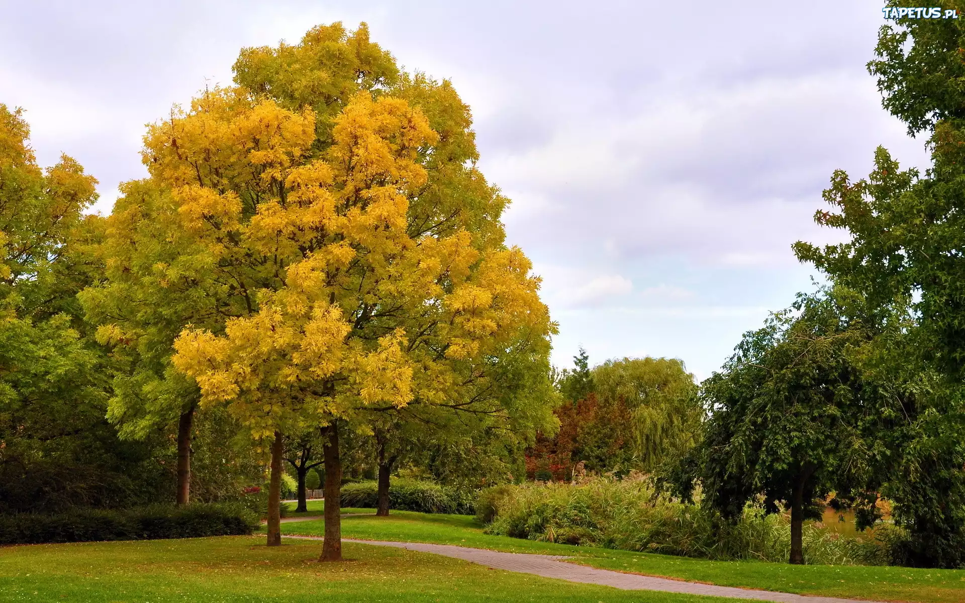 Park, Drzewa, Jesień