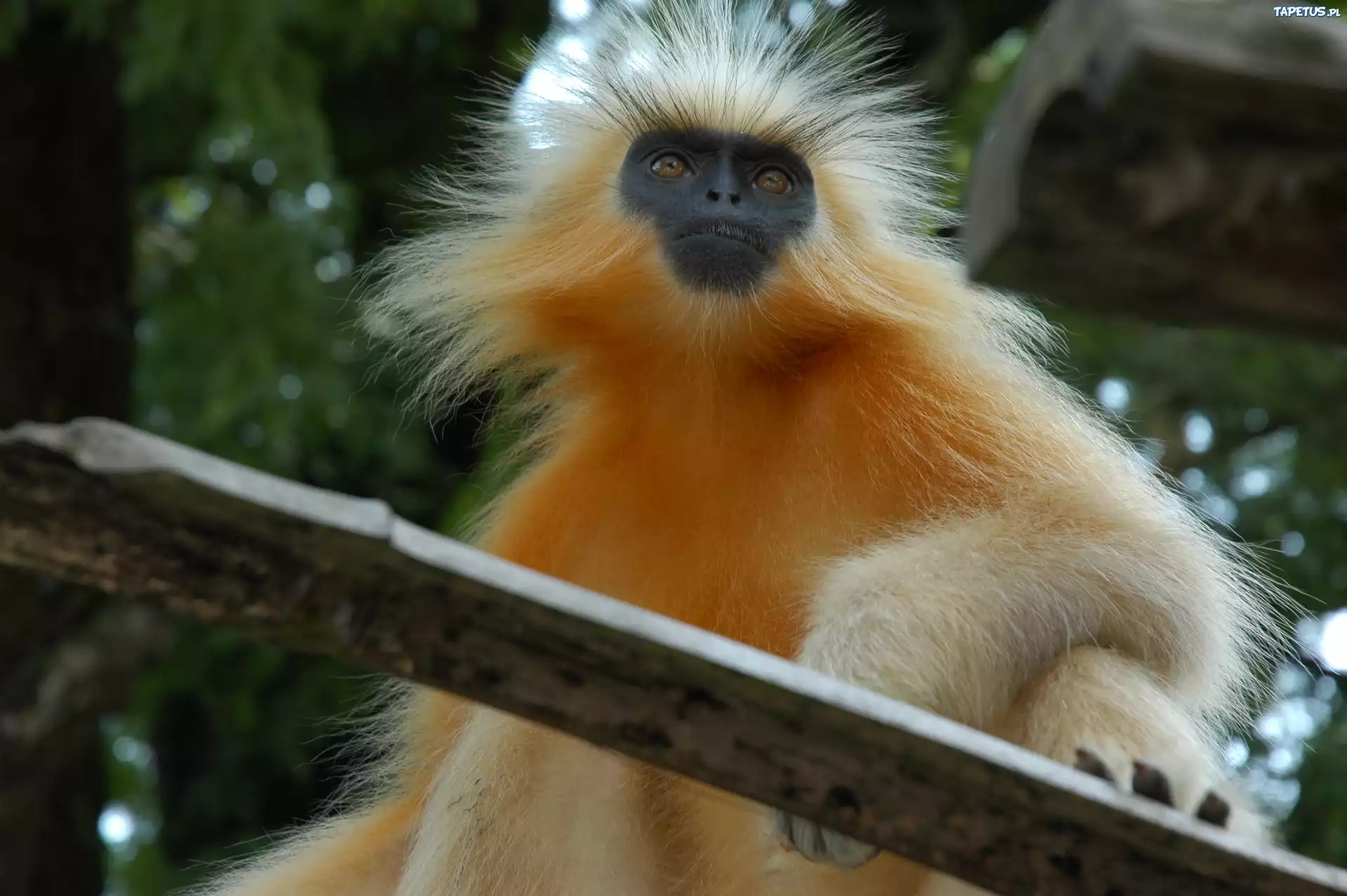 Małpa, Złoty Langur, Deska