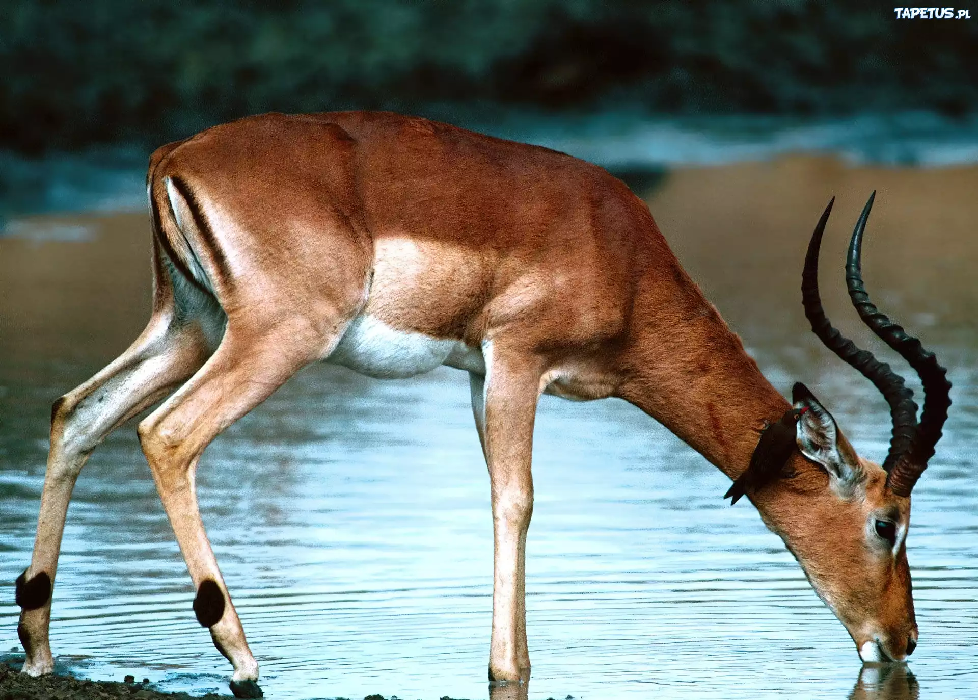 Antylopa, Impala, Wodopój