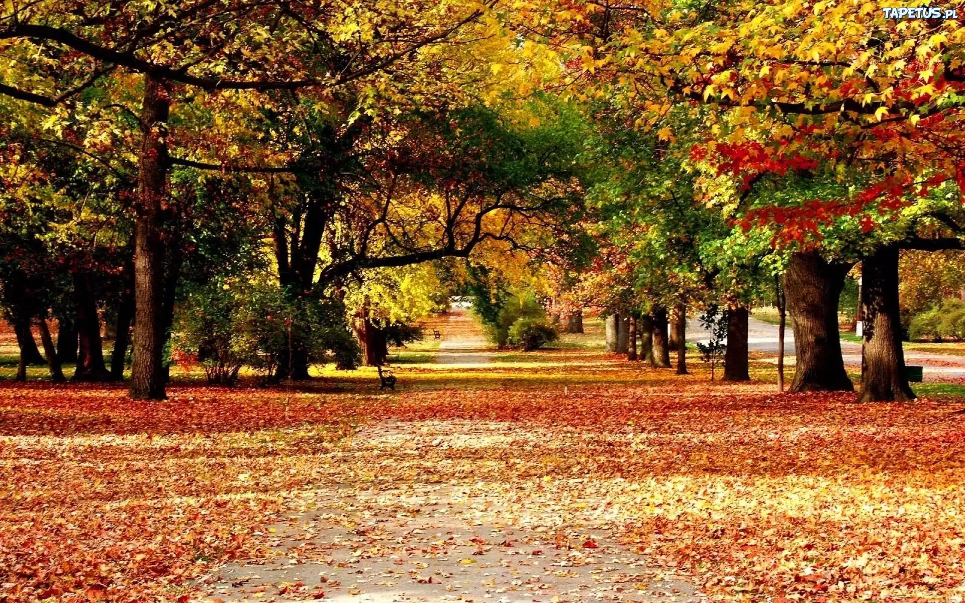 Park, Drzewa, Liście