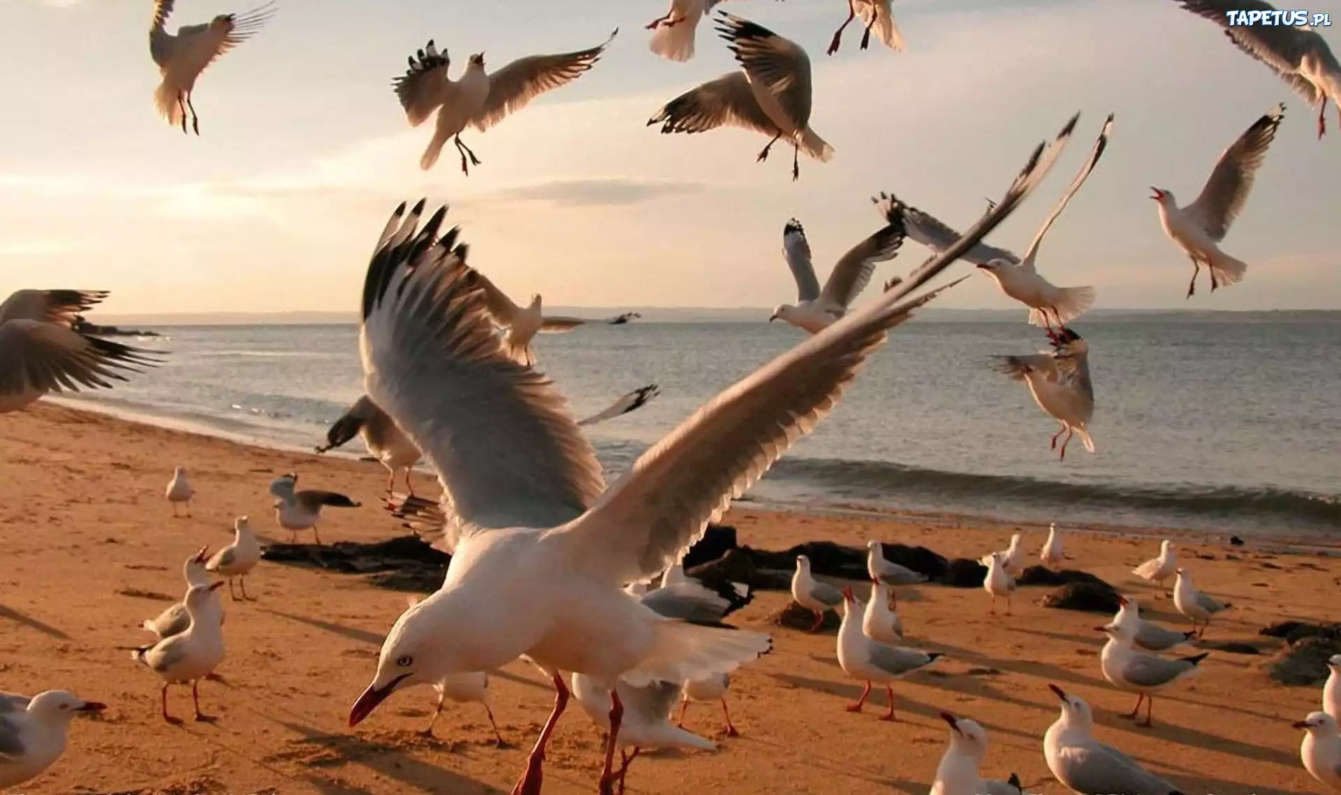 Mewy, Plaża