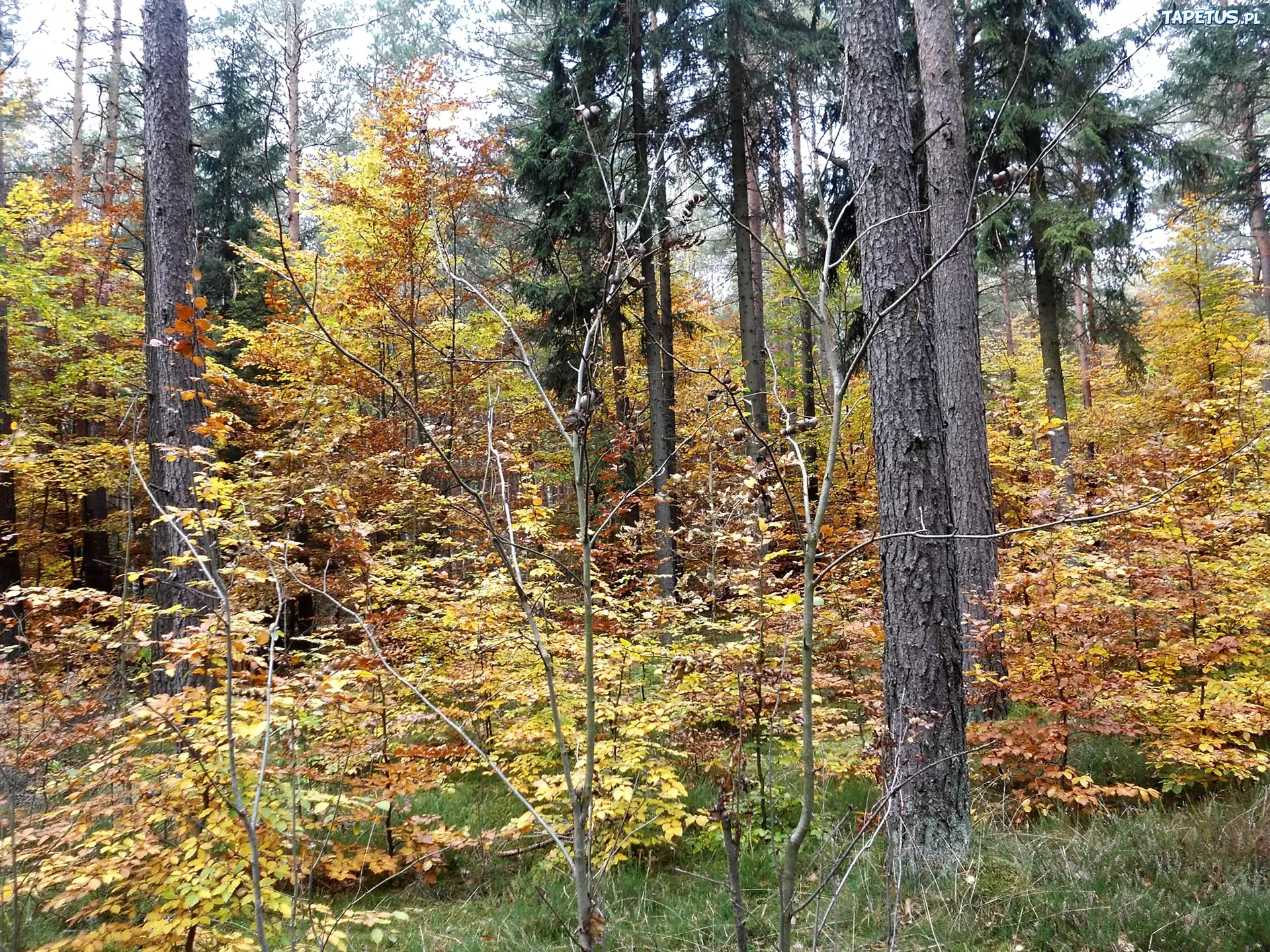 Las, Jesień, Drzewa, Żółte, Liście
