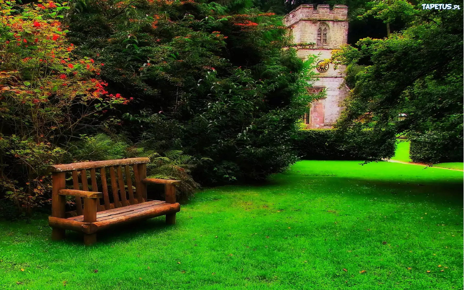 Park, Drzewa, Ławeczka