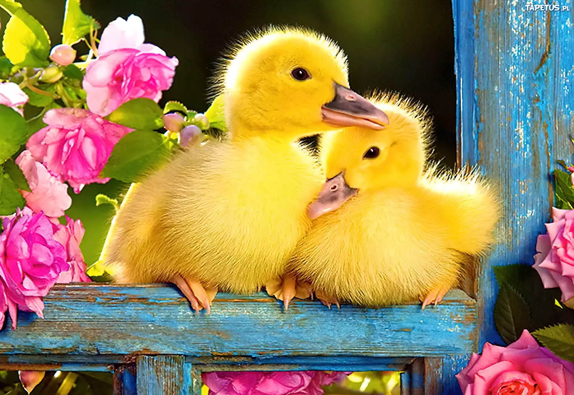Dwie Ma e Kaczuszki Kwiaty Dwie Ma e Kaczuszki Kwiaty