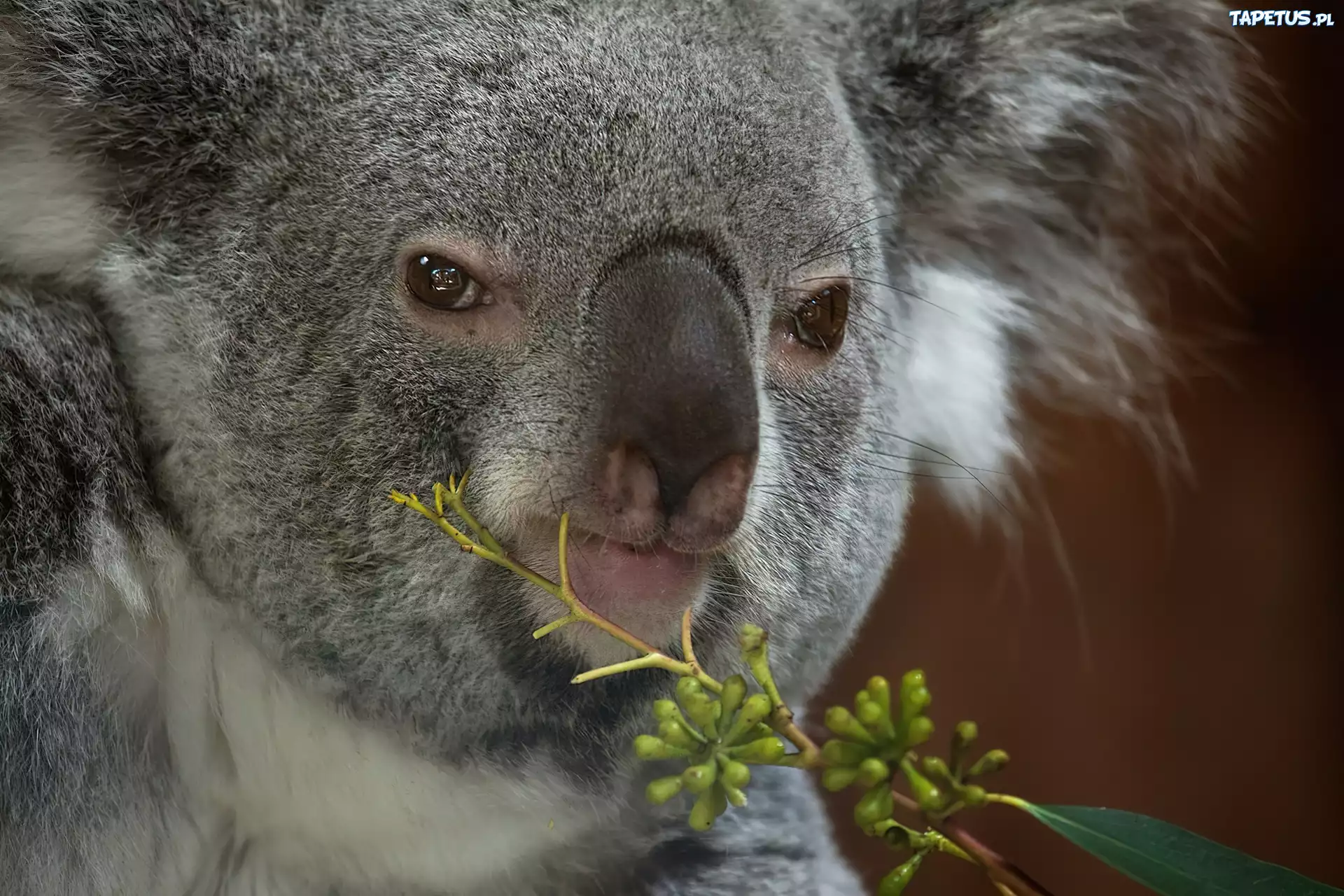 Koala, Głowa, Gałązka