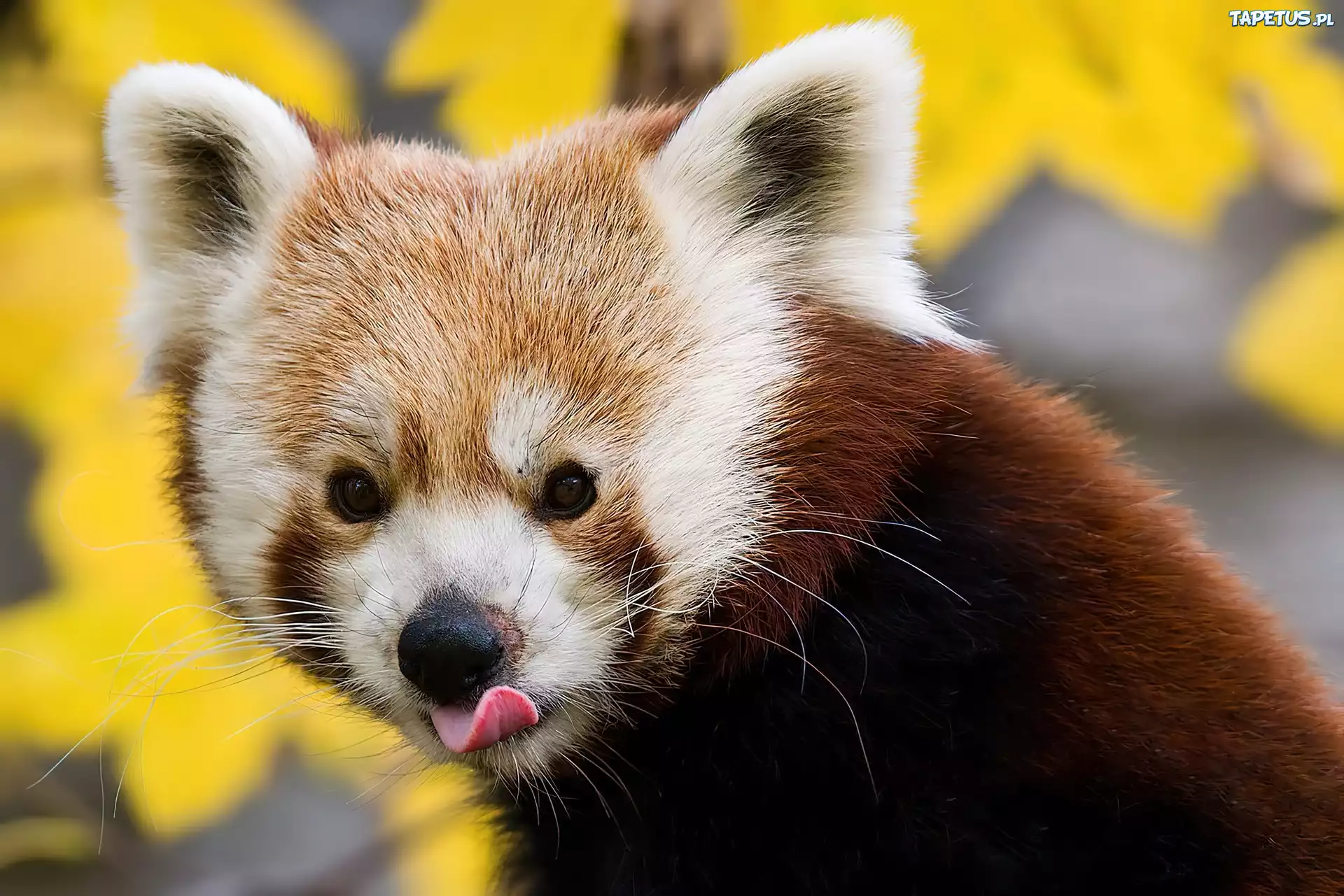 Malutka, Panda, Języczek, Tło