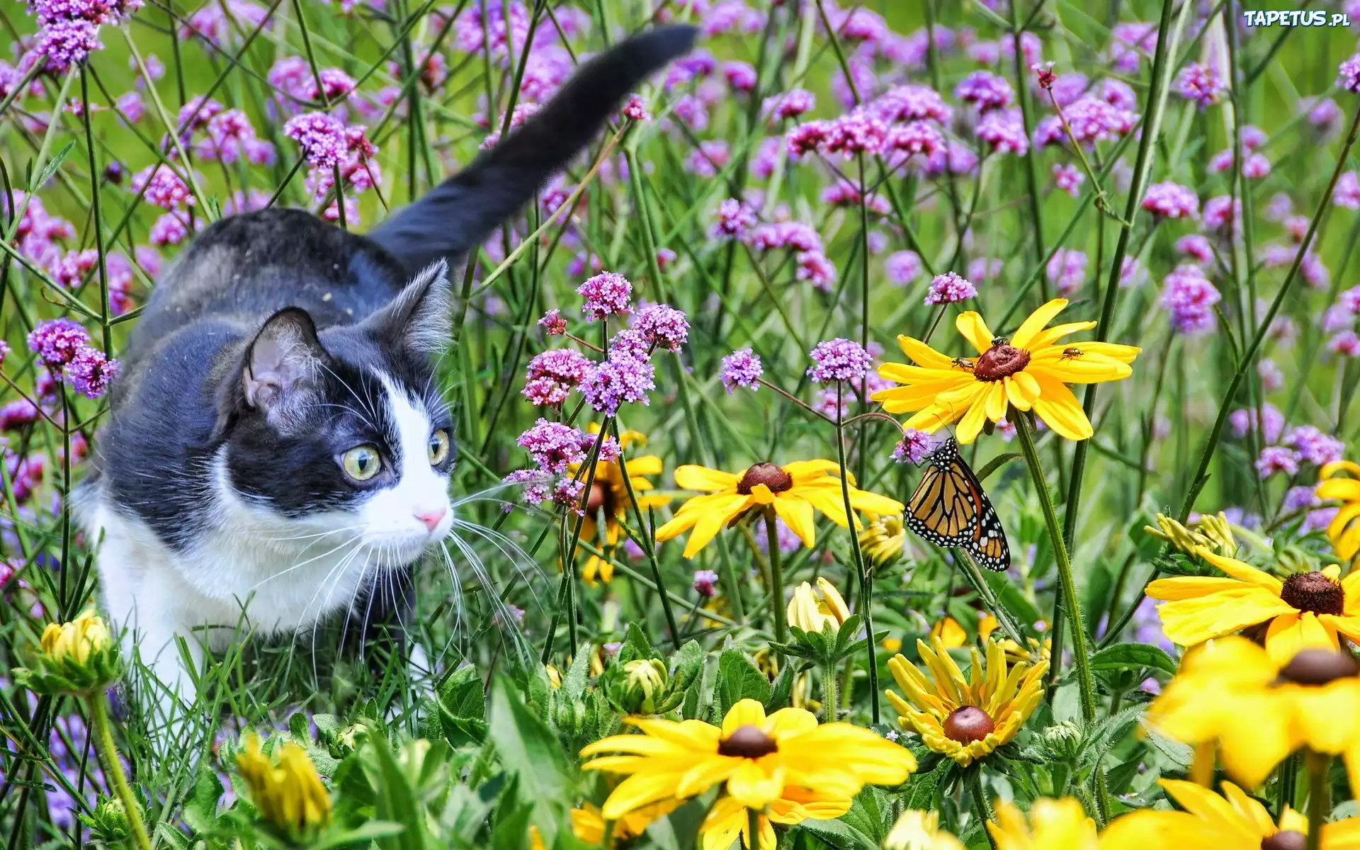 котята поле лето скачать