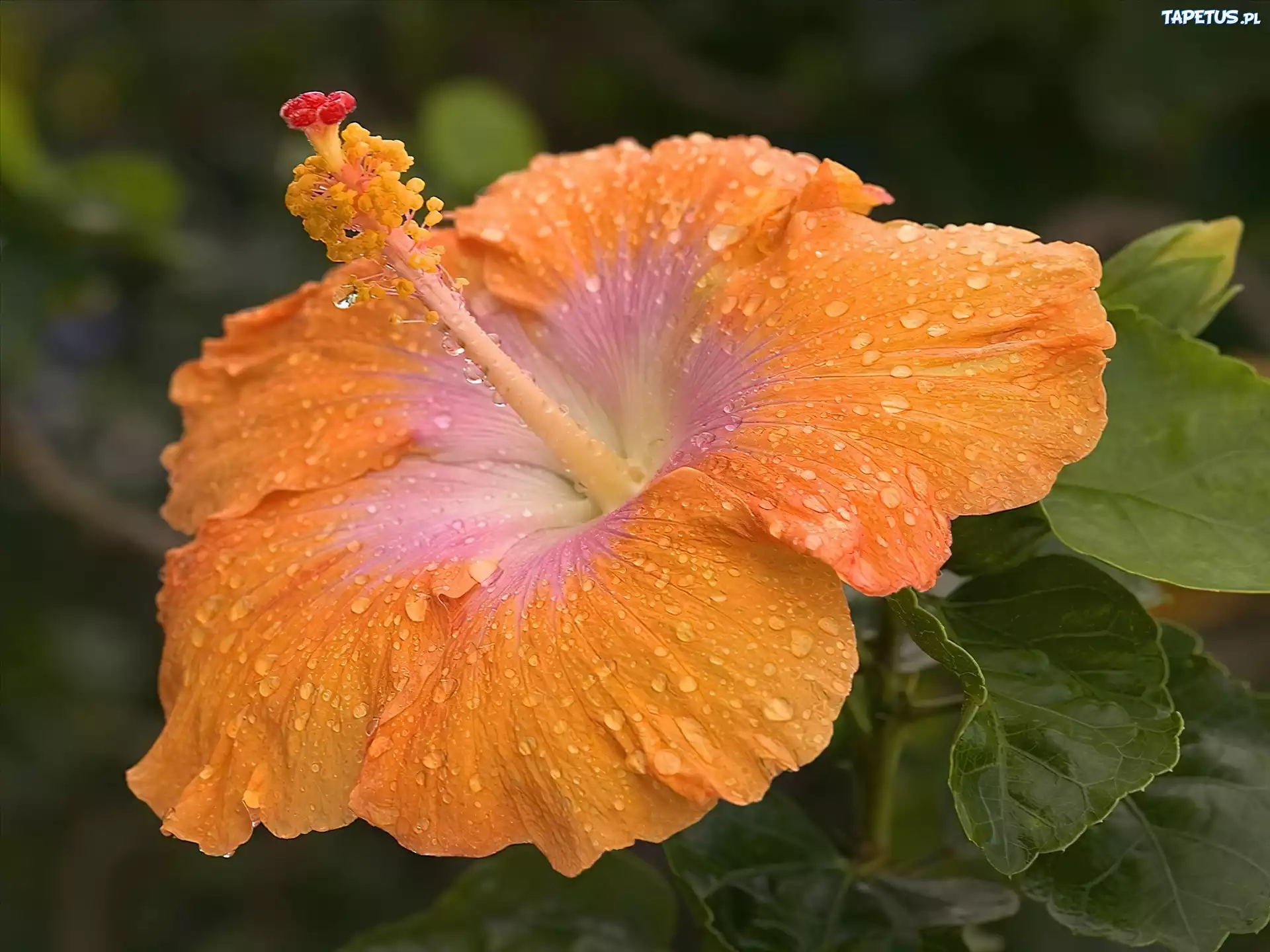 Pomaranczowy, Hibiskus, Kwiat