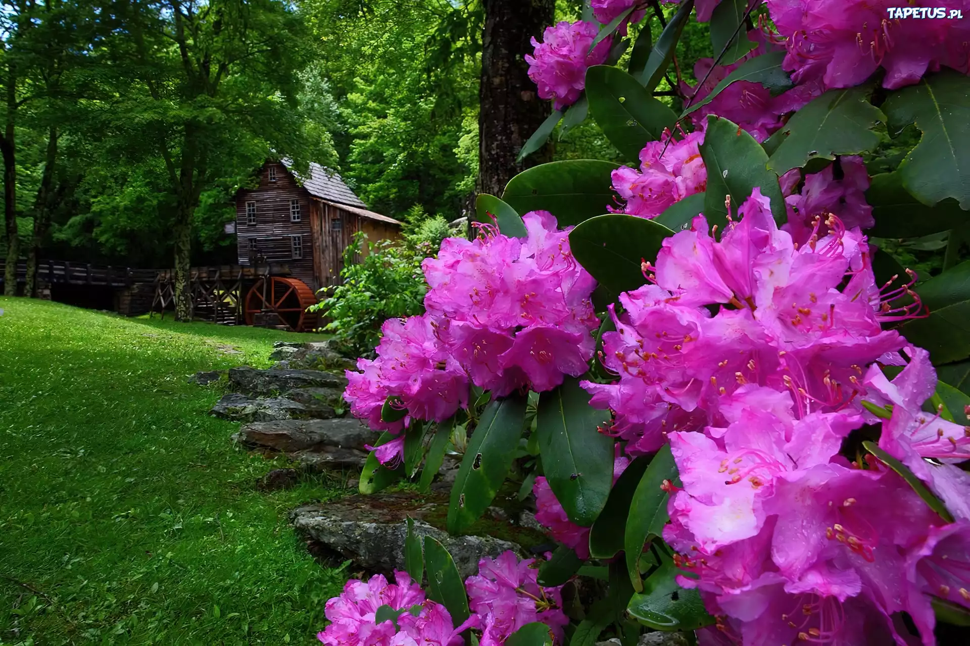 Wiosna, Młyn, Wodny, Kwiaty, Rododendron