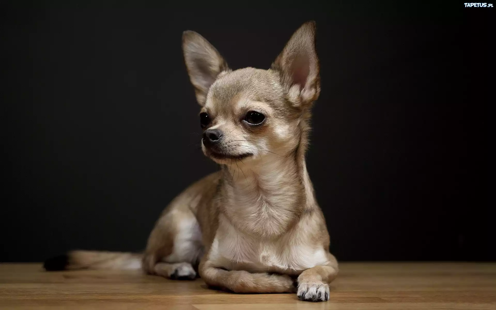 Chihuahua, Beżowej, Maści