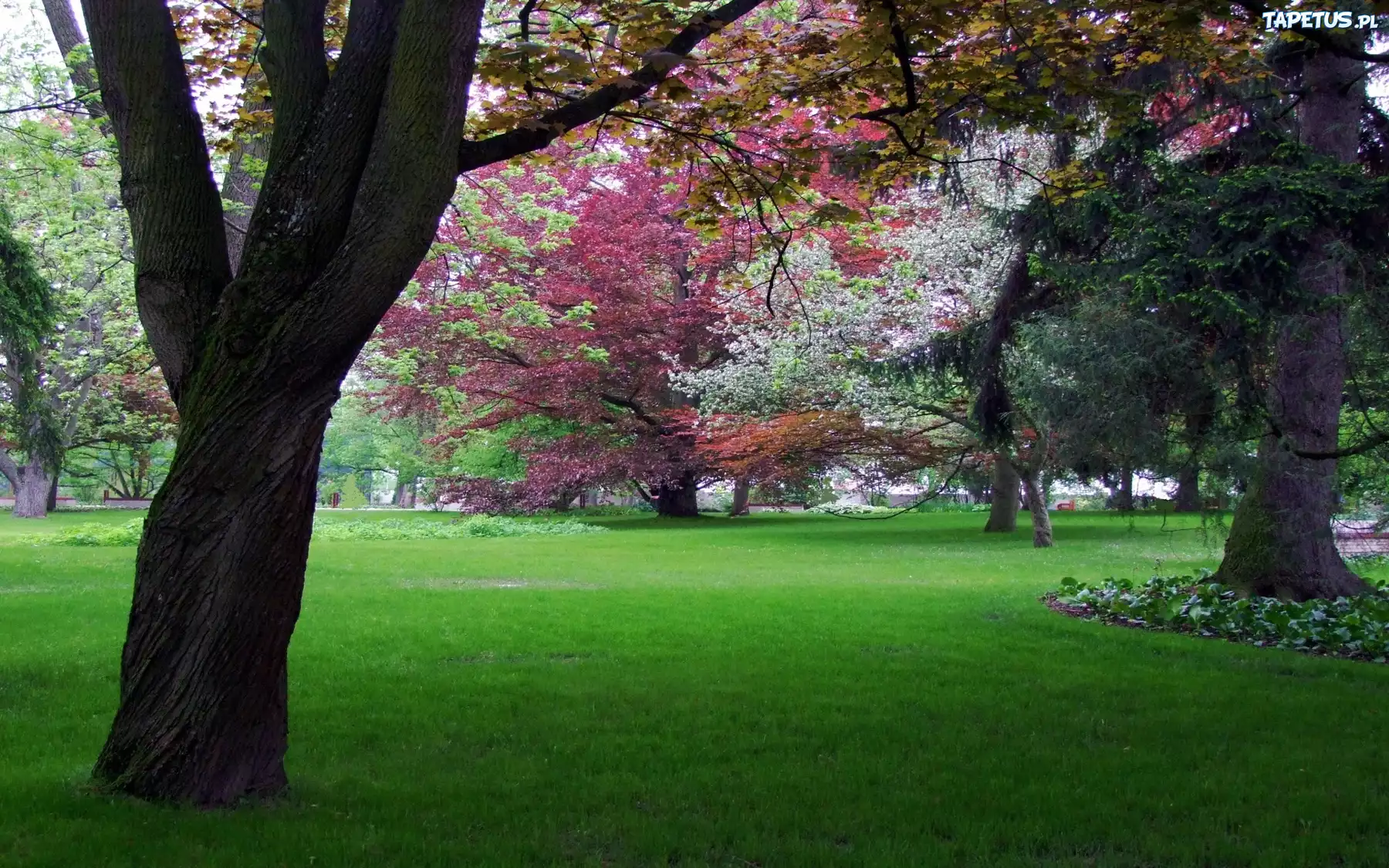 Park, Kolorowe, Drzewa