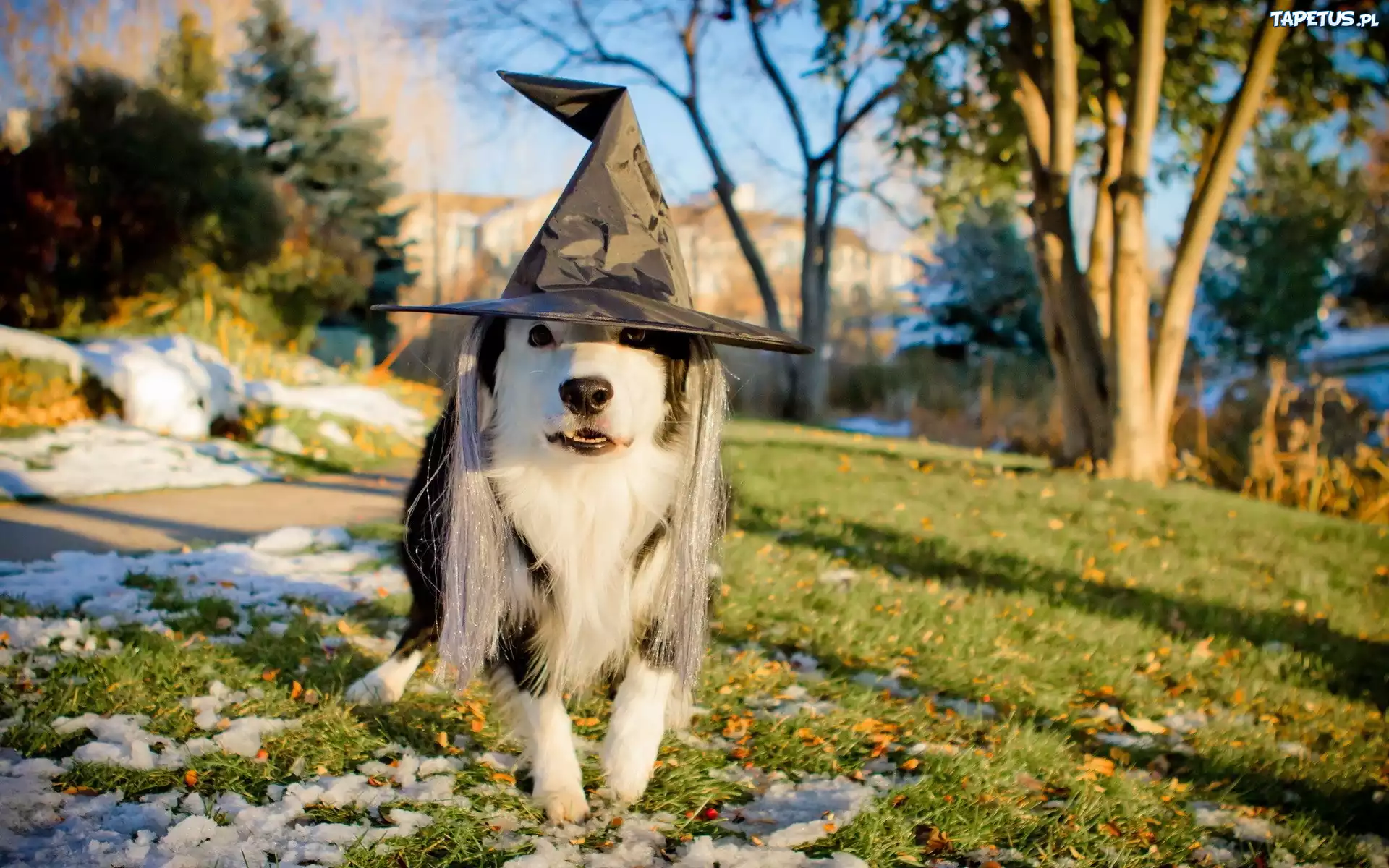 Pies, Border Collie, Kapelusz, Wiedźmy