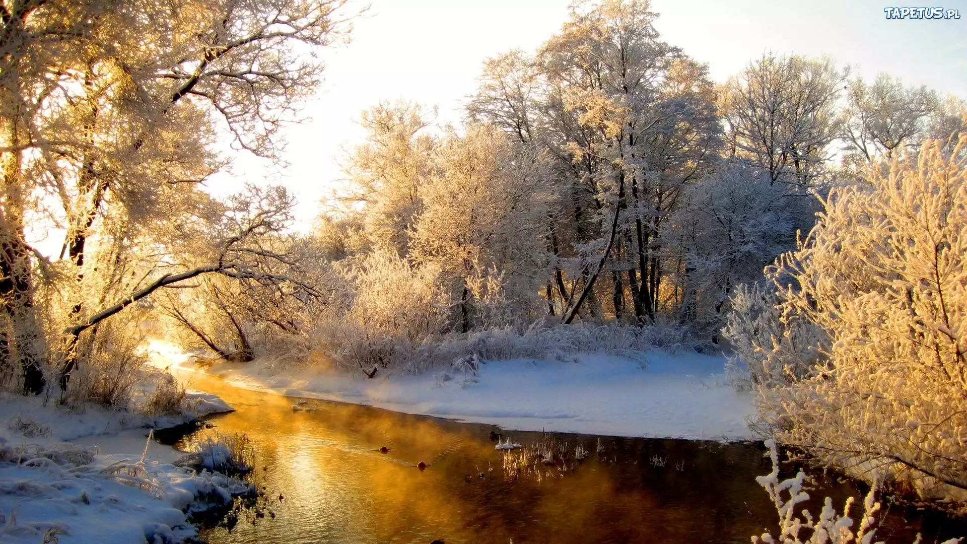 Rzeka, Ośnieżone, Drzewa, Zima