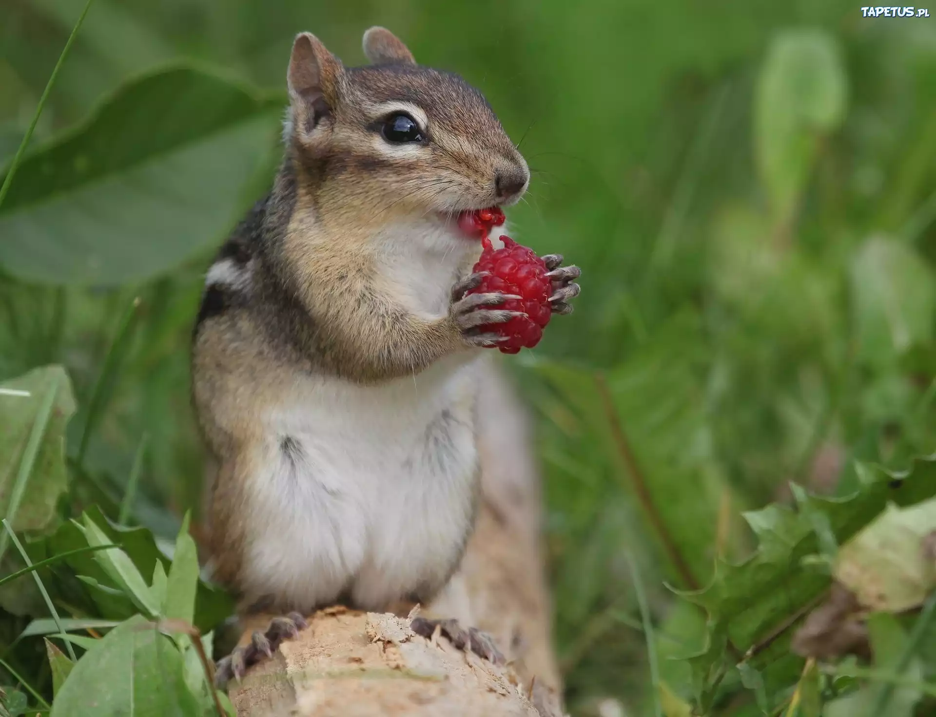Chipmunk, Malinka