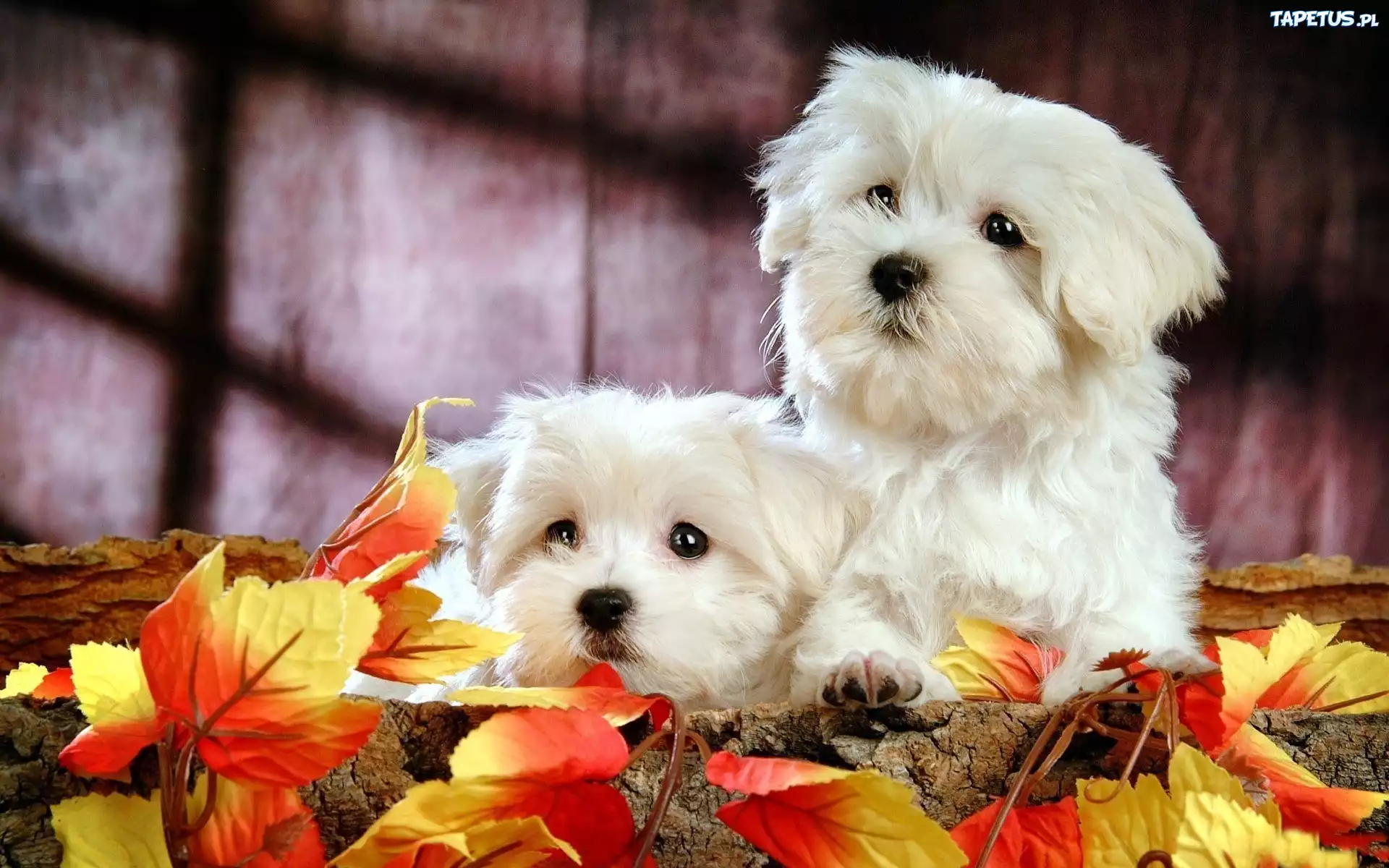 Białe, Bichon Frise, Jesienne, Liście