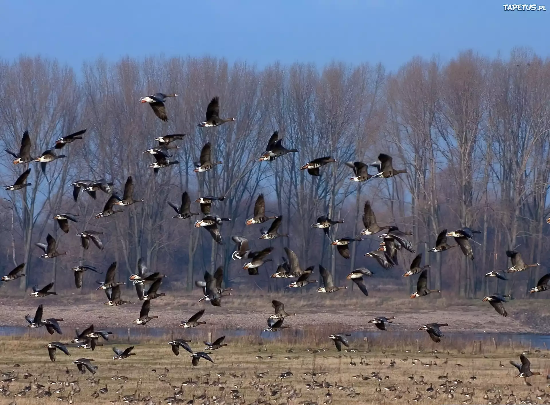 Фото перелетных птиц для детей. Стая светлогрудых Дроздов. Перелетные птицы прилетают весной. Стая перелетных птиц для детей.
