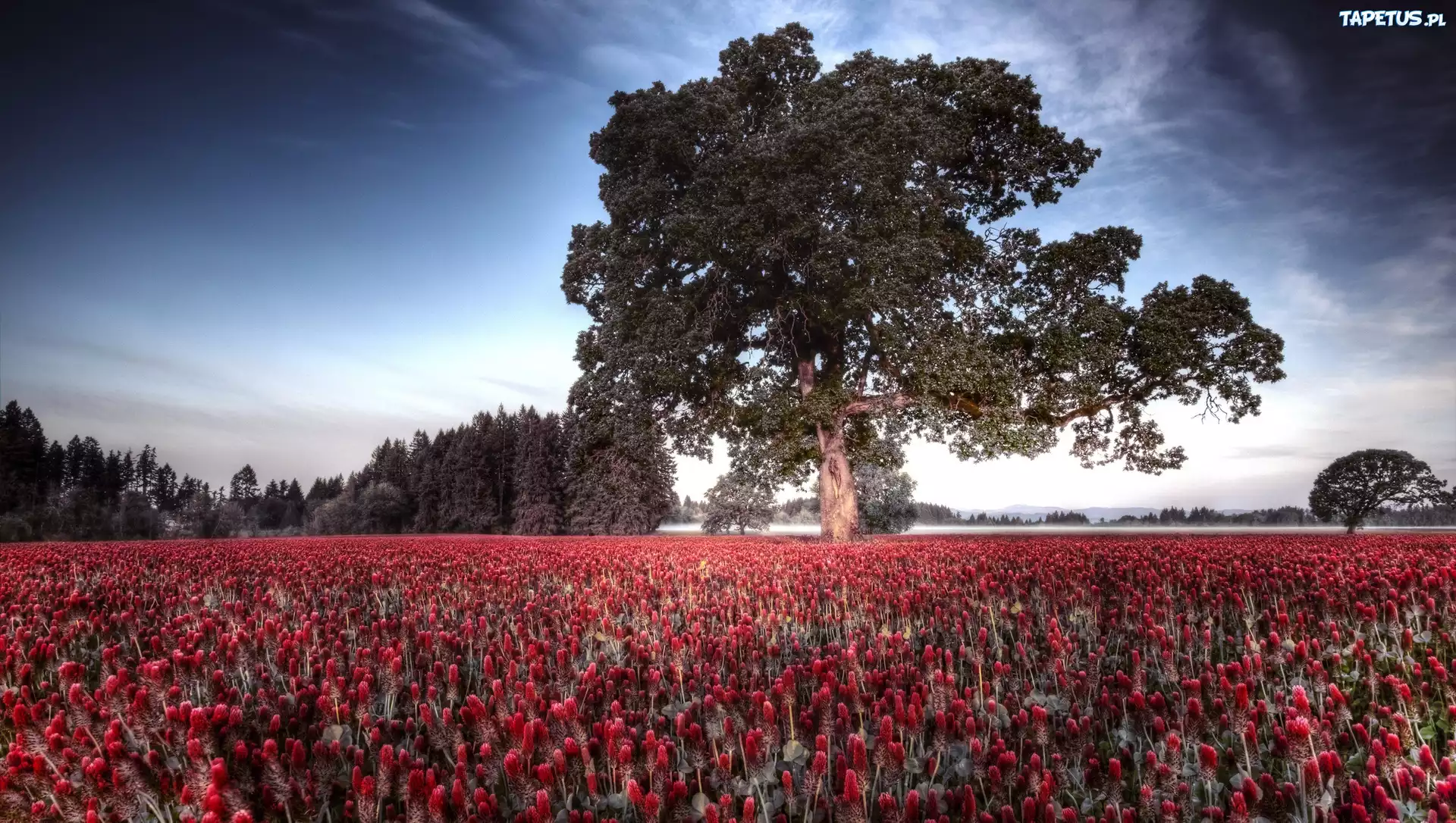 природа цветы дерево nature flowers tree без смс