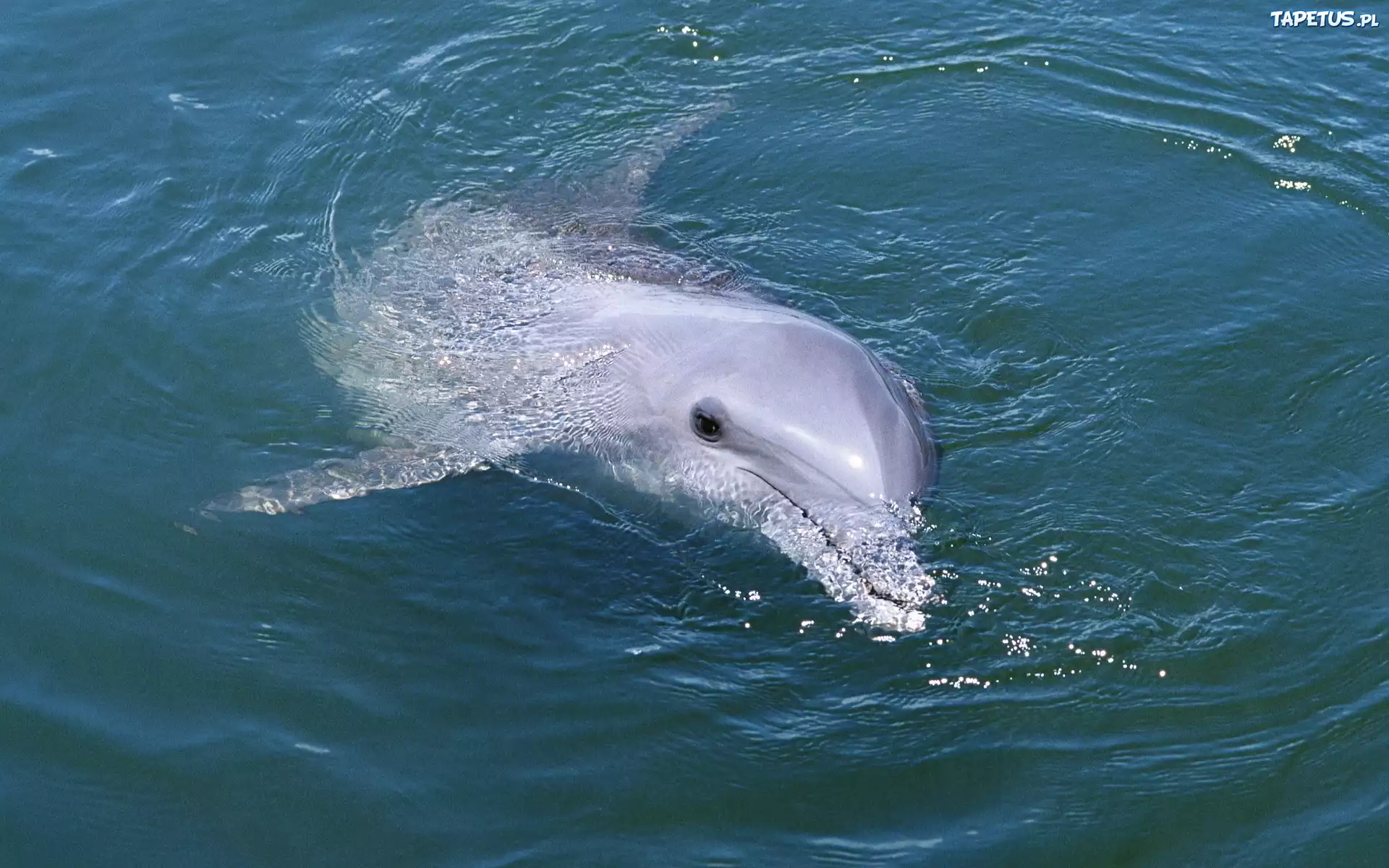 Delfin, Płetwa, Woda