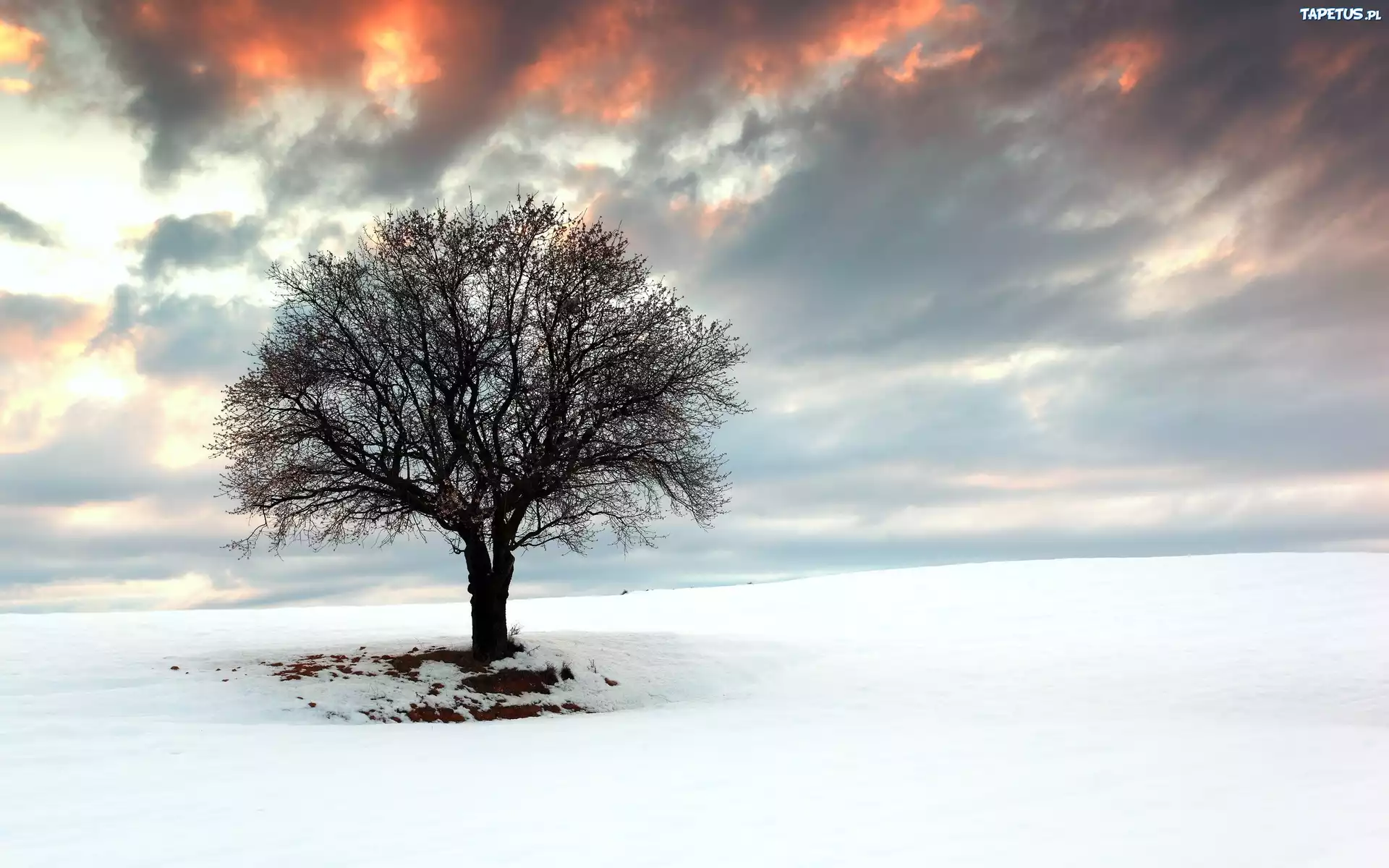 природа снег поле деревья дом nature snow field trees the house без смс