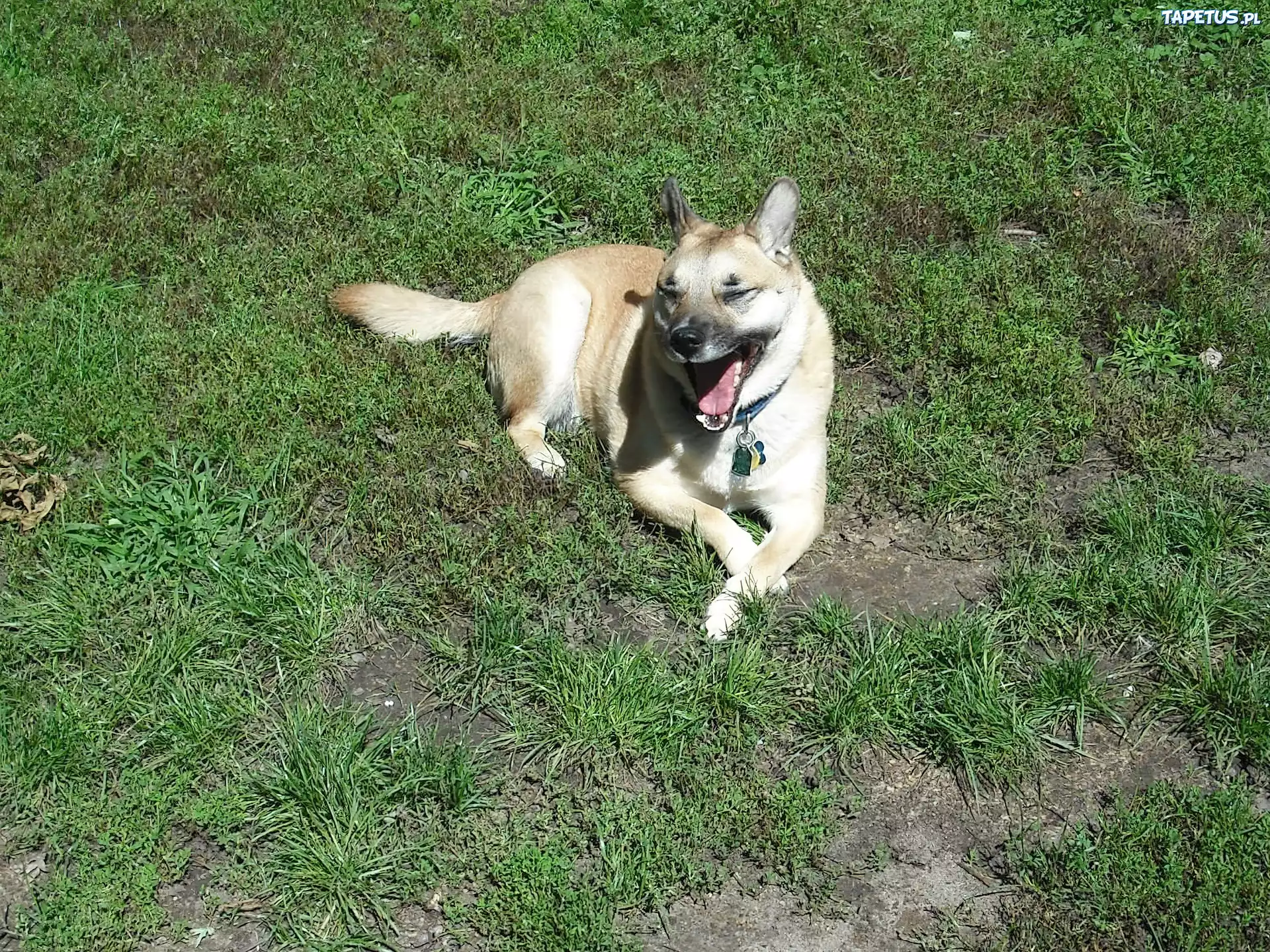 Ziewający, Norsk Buhund